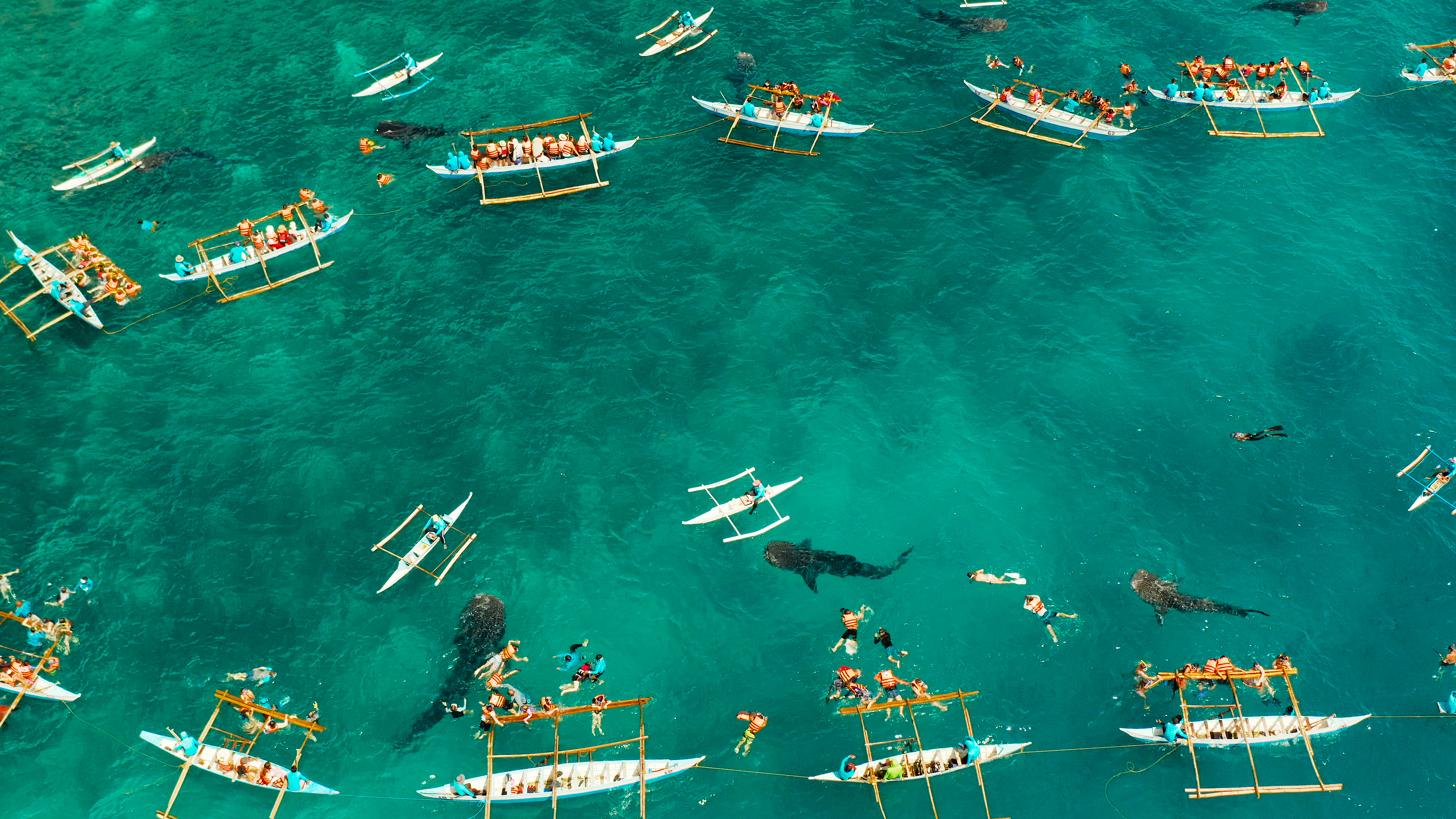 Cebu Island Oslob Whale Shark Watching in Philippines, Cebu Island