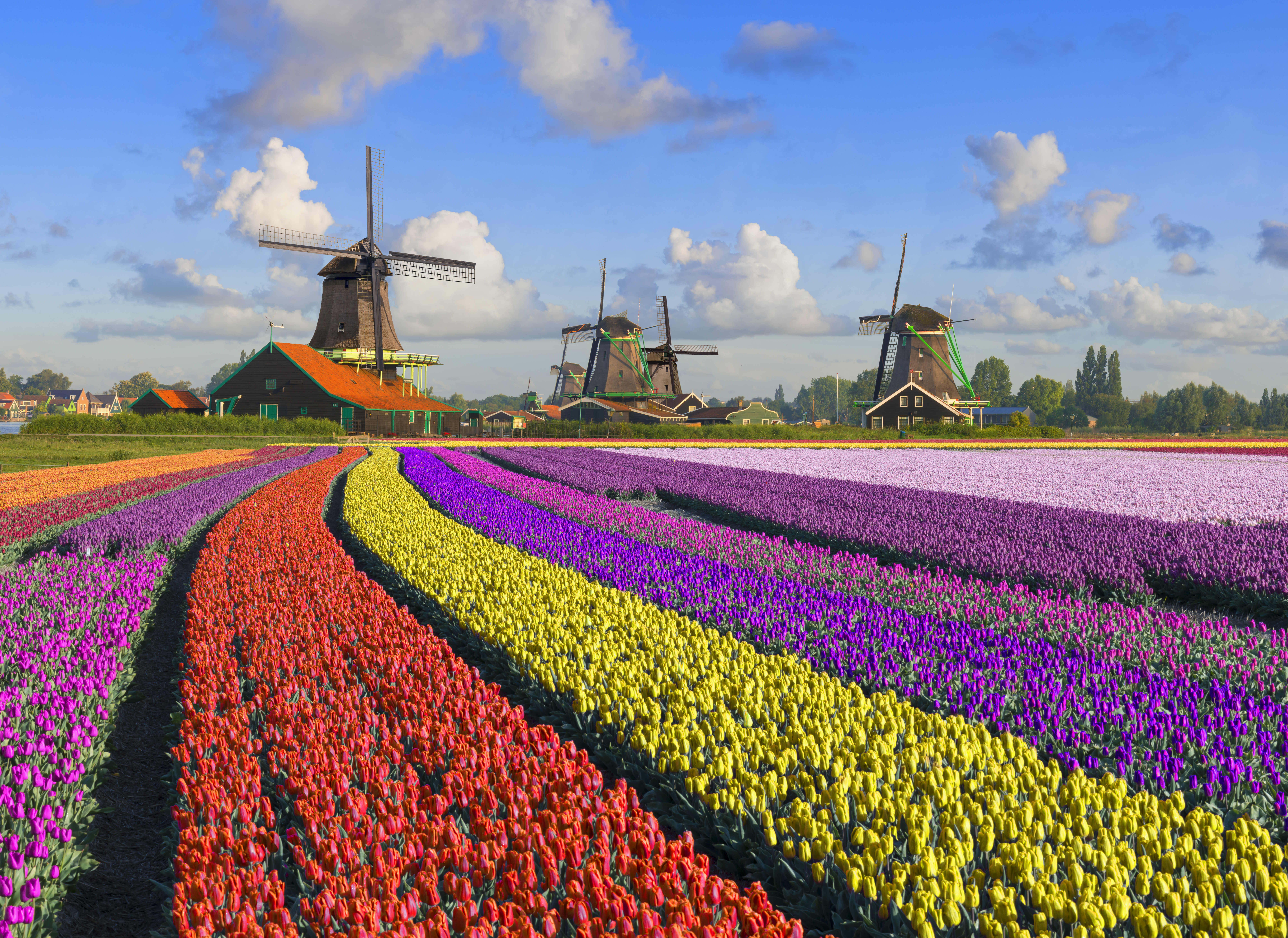Multi-coloured tulip fields in front of Dutch windmills under a nicely clouded sky