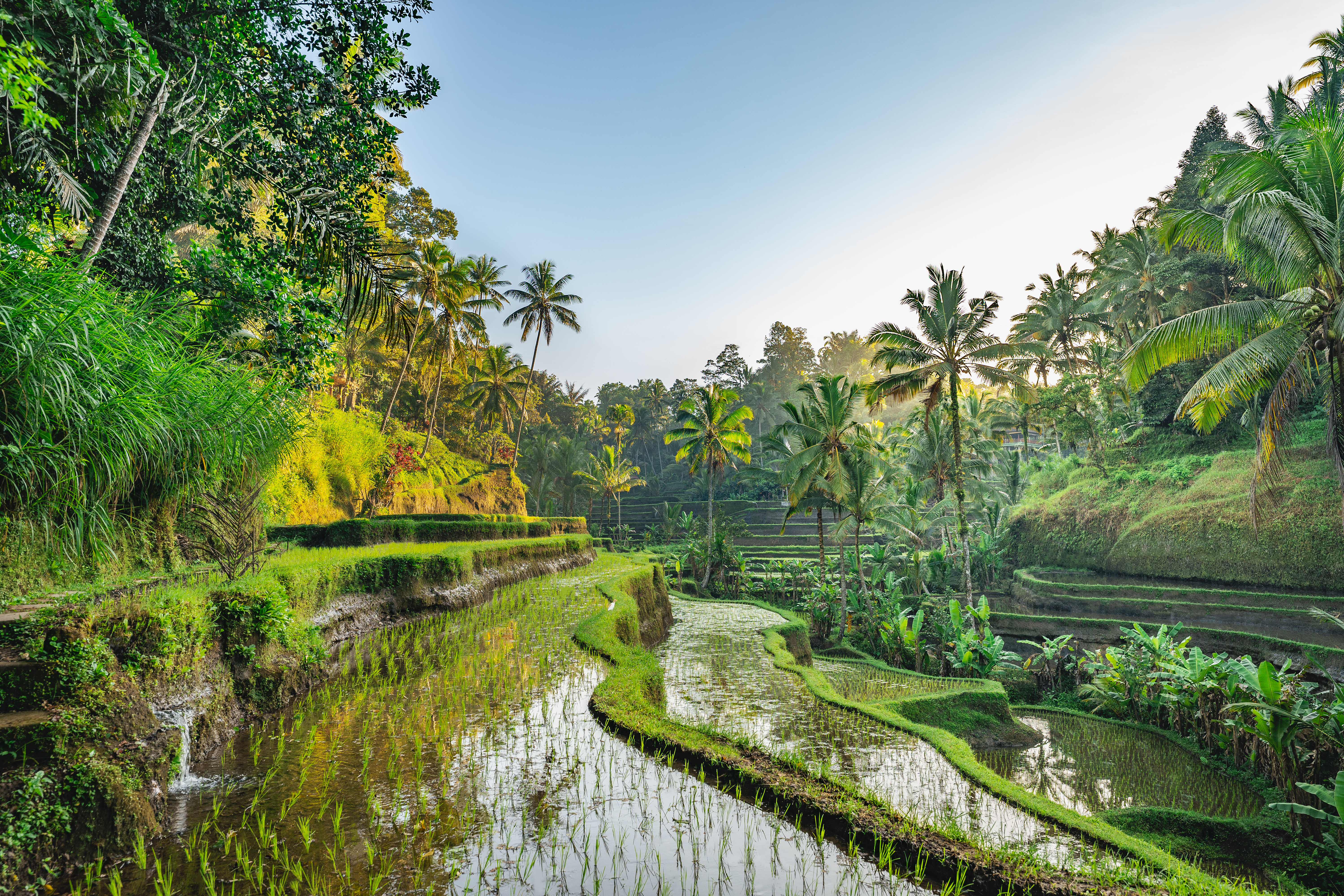 Tegalalang Rice Terrace in Tegalalang, Bali, Indonesia