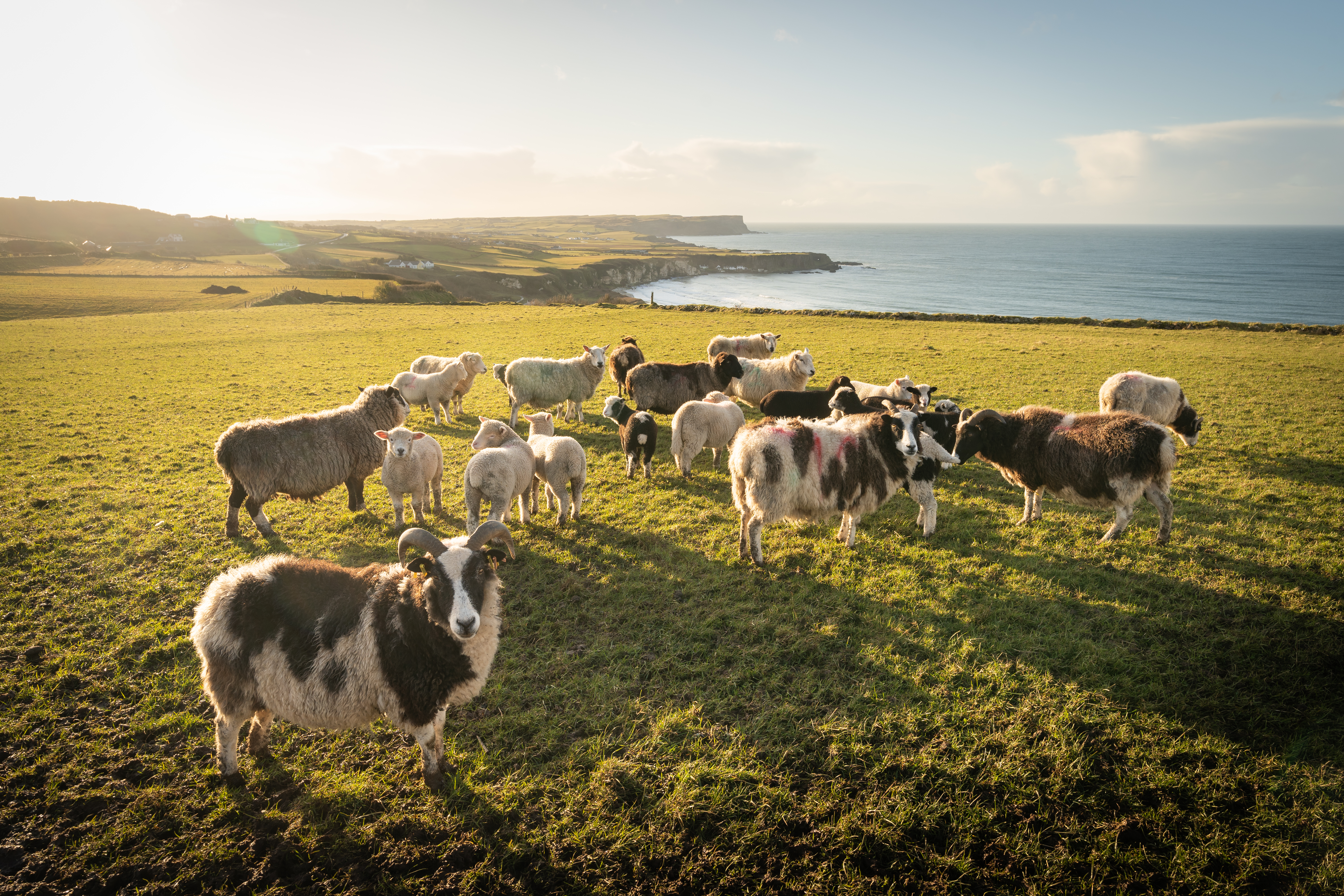 Herd of sheep, with rugged coast in background at sunset, along County Antrim coast, Northern Ireland