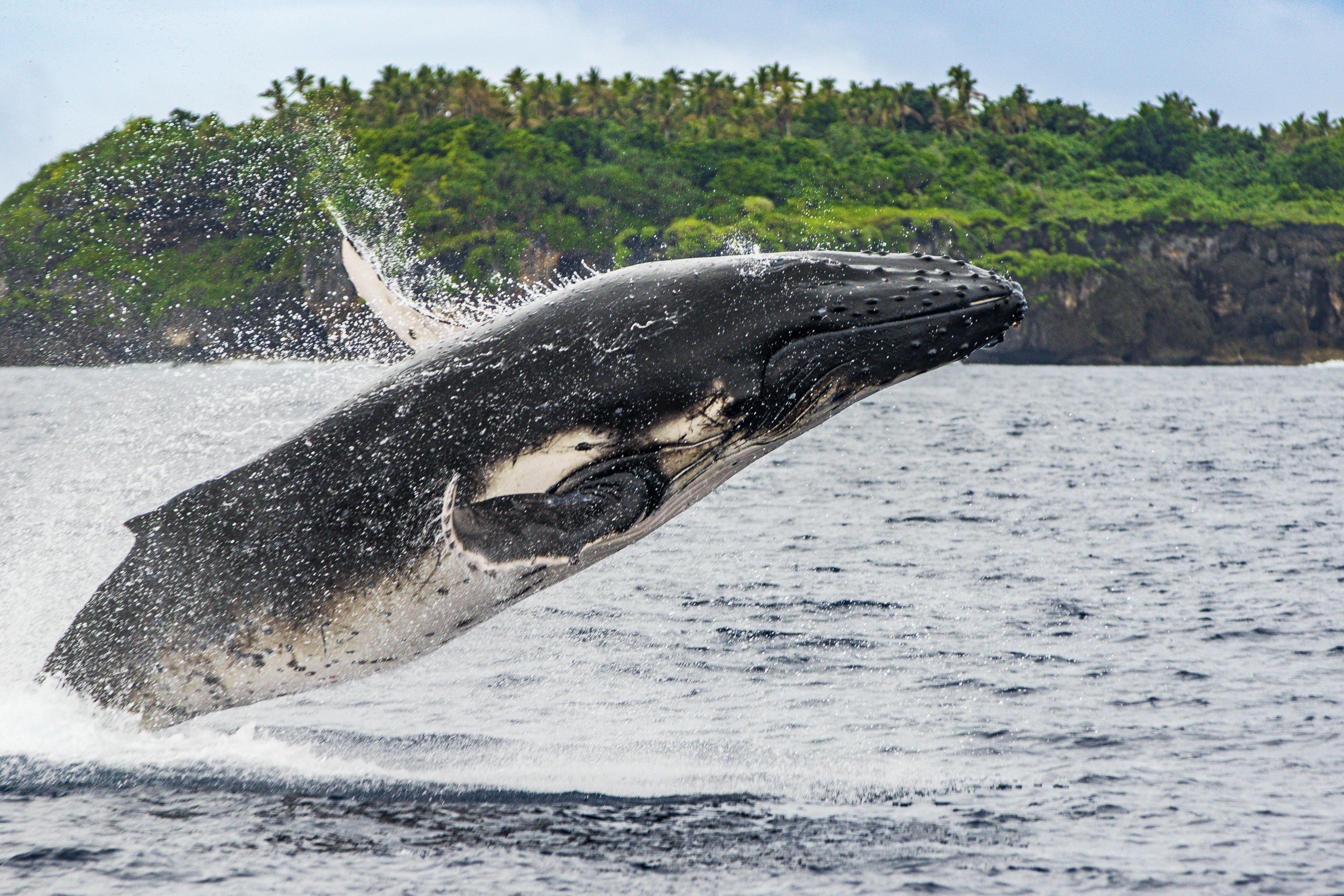 Close up of adult humpback whale breaching on the oceans surface off the South Pacific island of Vava’u in Tonga.