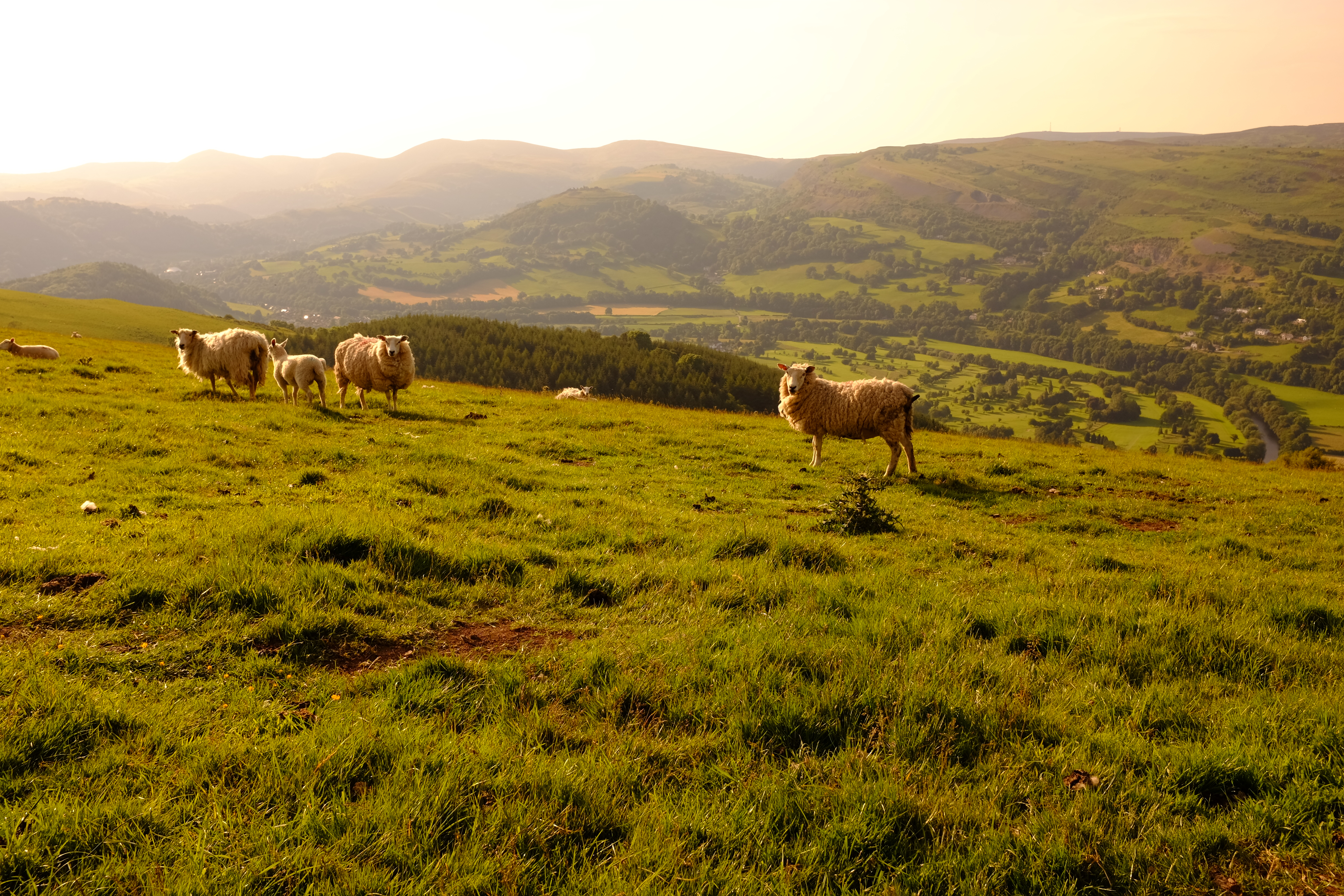 Welsh mountain sheep lambs standing on the hills above Llangollen, North Wales, late on a warm summers evening