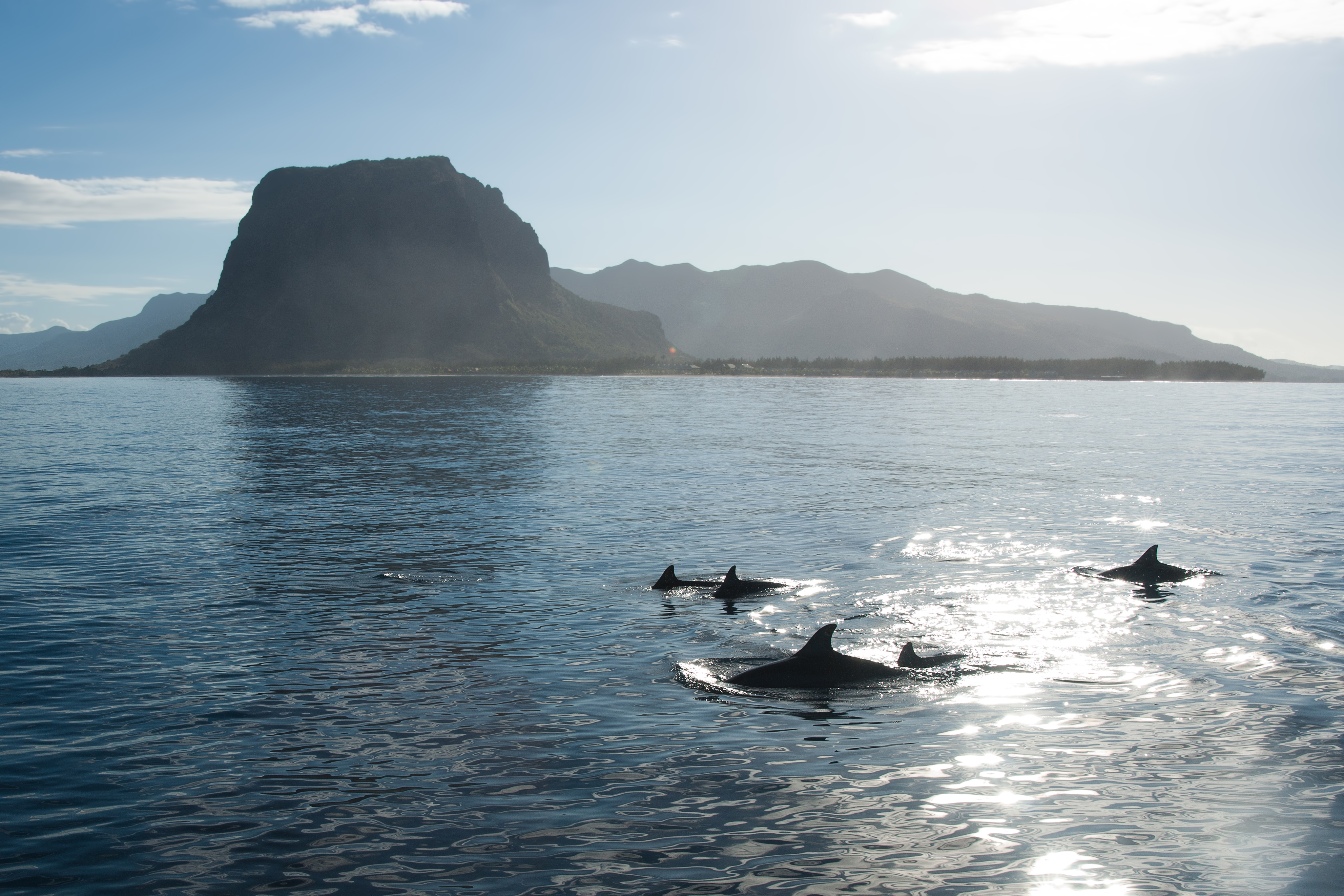 School of dolphins in the clear water of the Indian Ocean in the picturesque backdrop of Mauritius