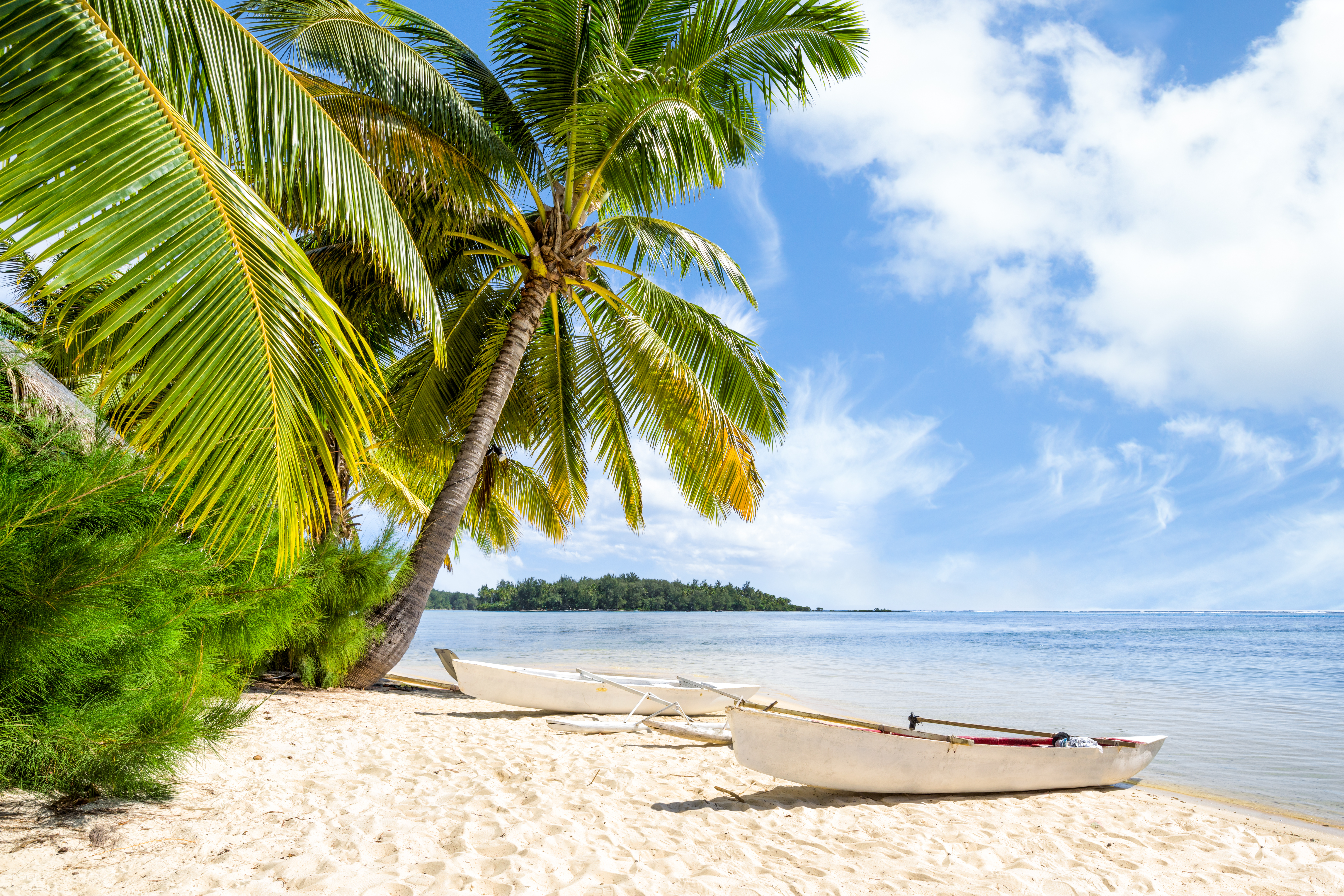 Beach vacation by the sea with palm trees and white sandy beach