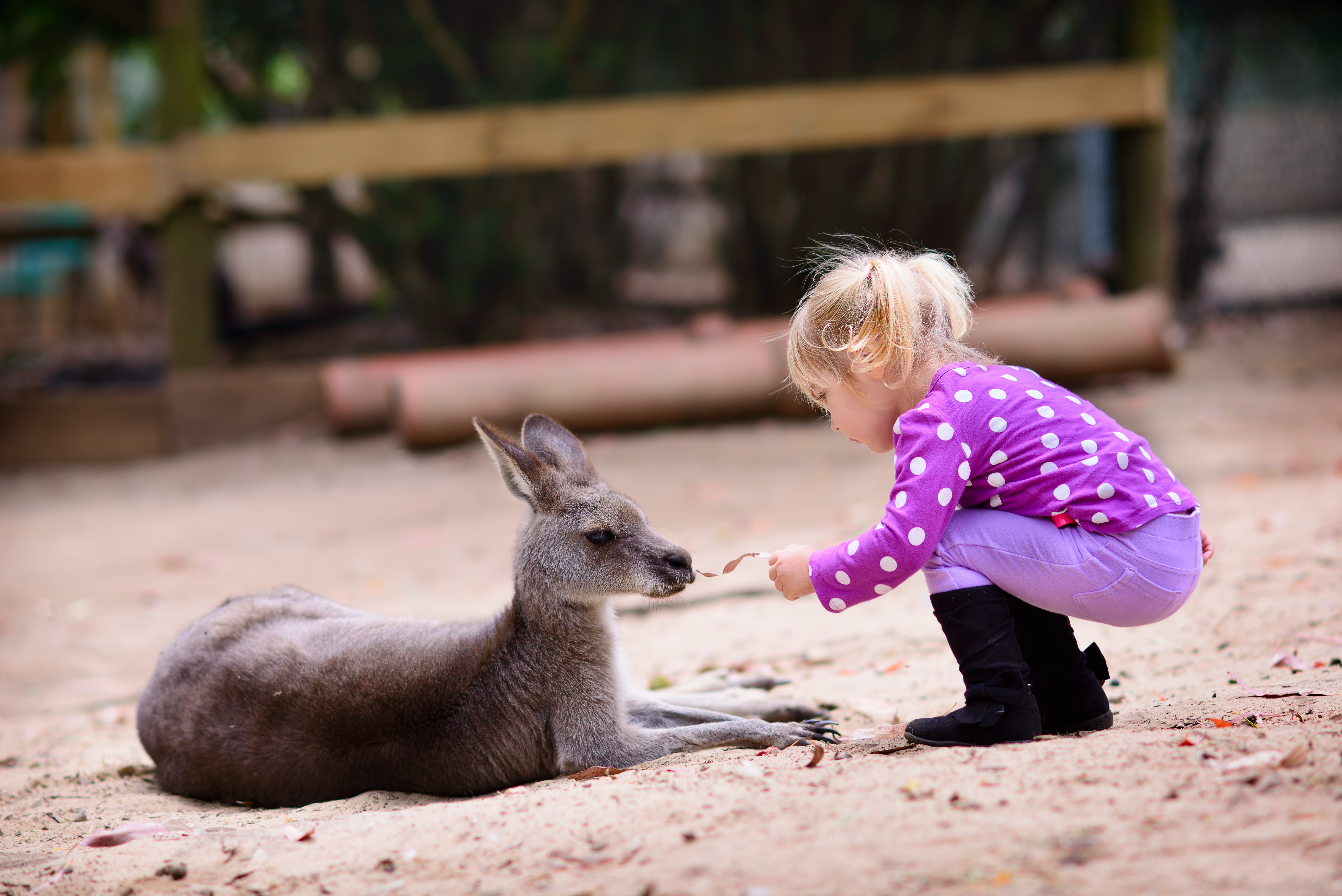 Cute Young Girl Feeding Kangaroo, Australia Zoo
