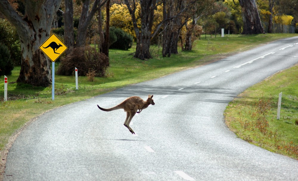Australia Kangaroo Road Self drive