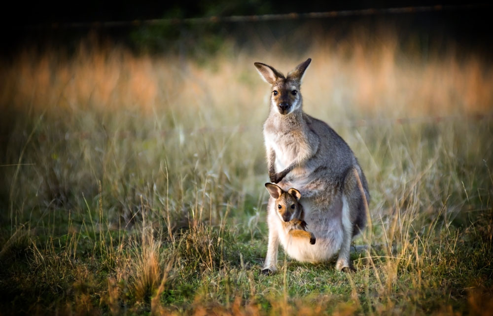 Australia Kangaroo