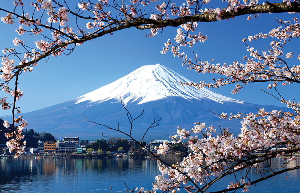 Cherry Blossoms and Mount Fuji, Japan