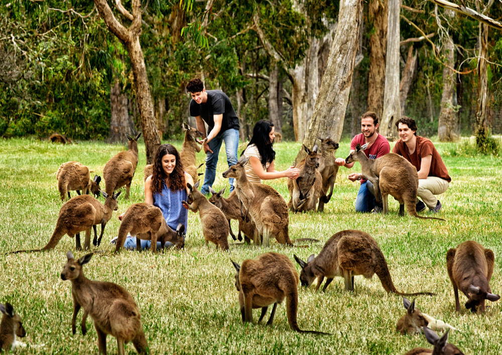 Cleland Wildlife Park, Adelaide Hills, South Australia, Australia