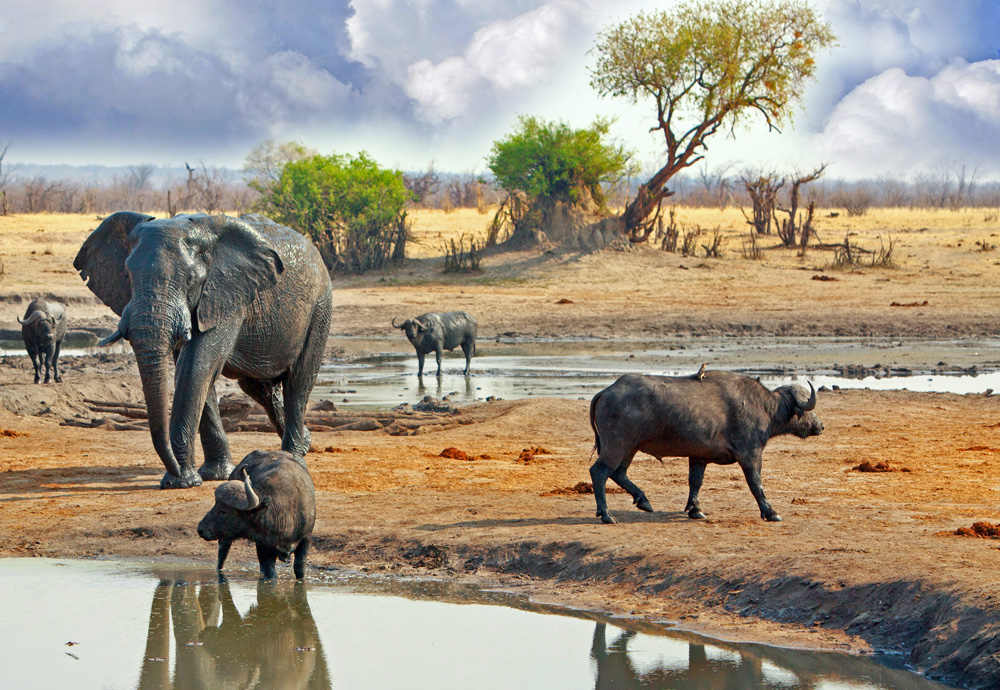 Elephant and buffalo at waterhole in Hwange National Park, Zimbabwe