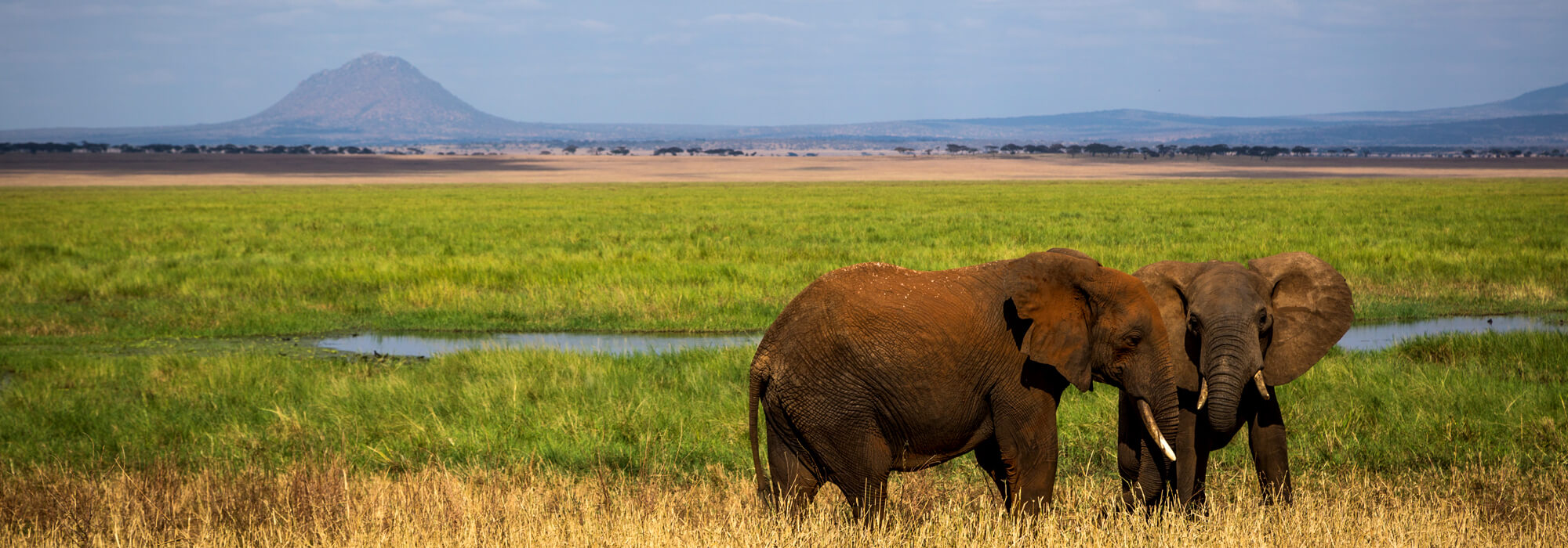 Elephants in Tarangire National Park in north Tanzania