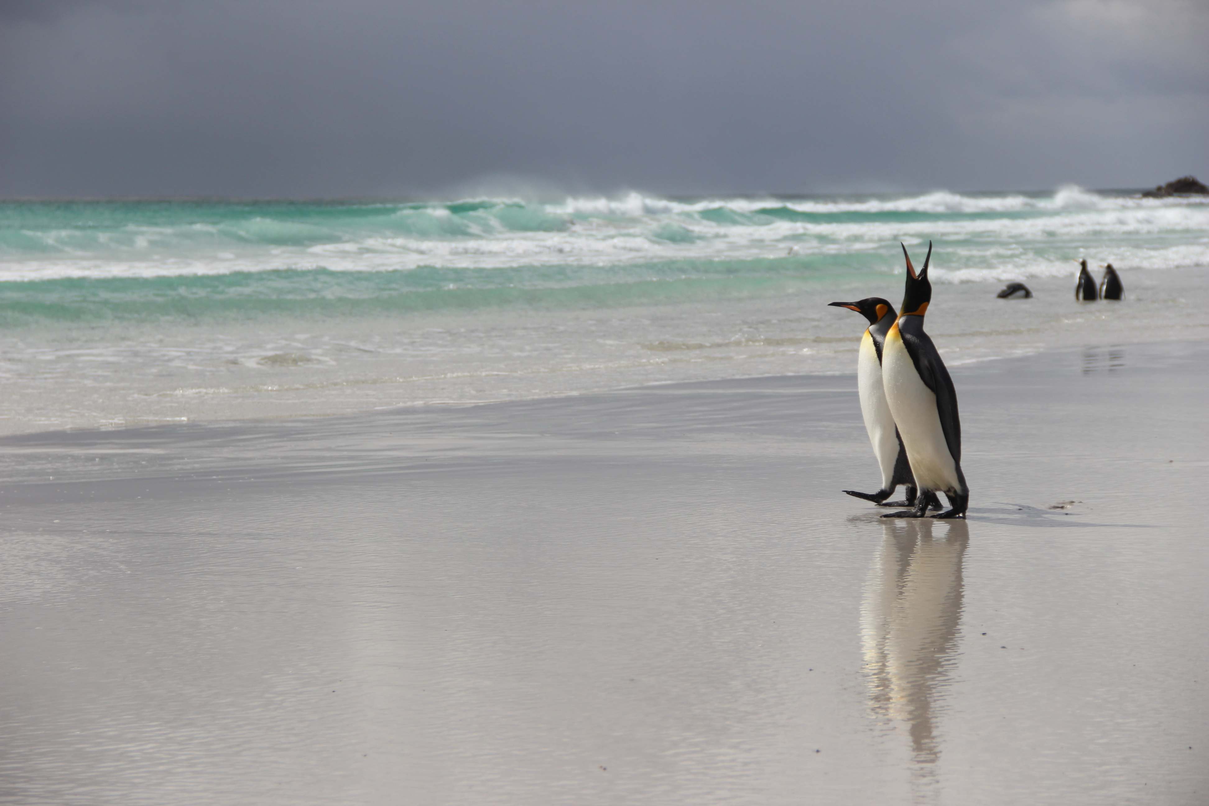 Penguin