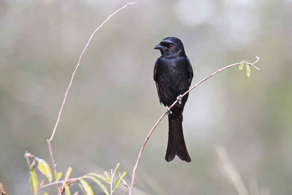 The Brilliance of the Fork-Tailed Drongo