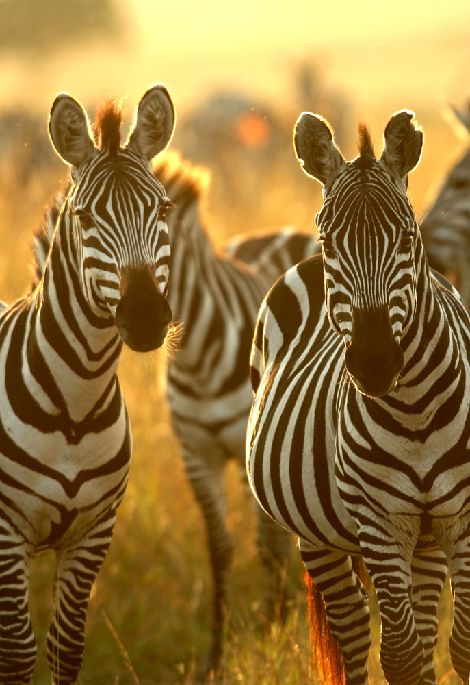 Great Migration Tanzania Kenya Masai Mara Serengeti East Africa zebra
