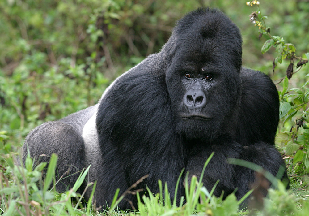 Guhonda the Silverback Gorilla Rwanda