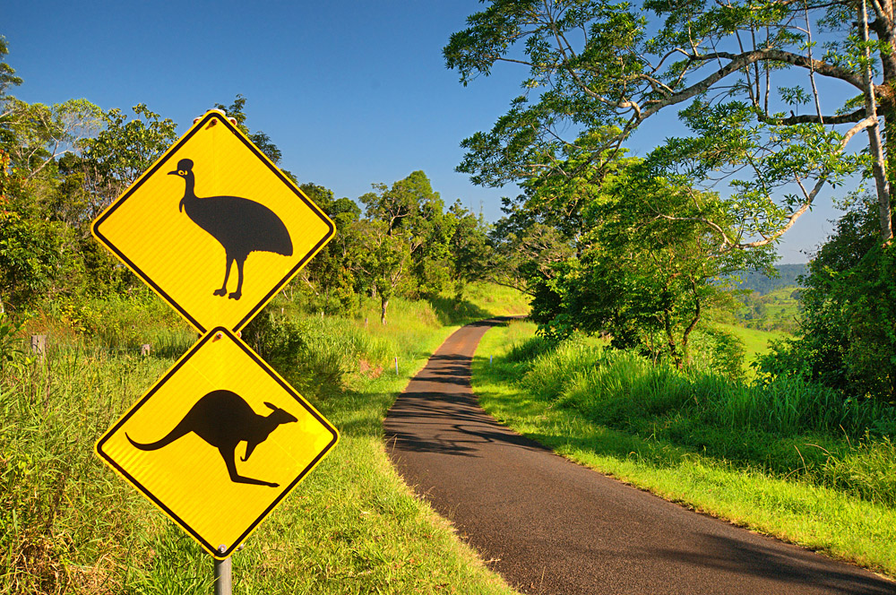 Kangaroo and Cassowary warning sign at a lonely country road in the Atherton Tablelands Queensland, Australia
