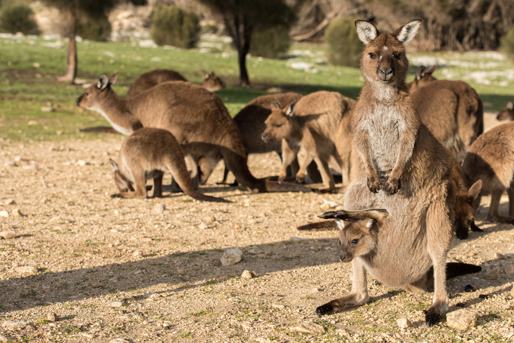 Kangaroos at sunset on Kangaroo Island, Australia