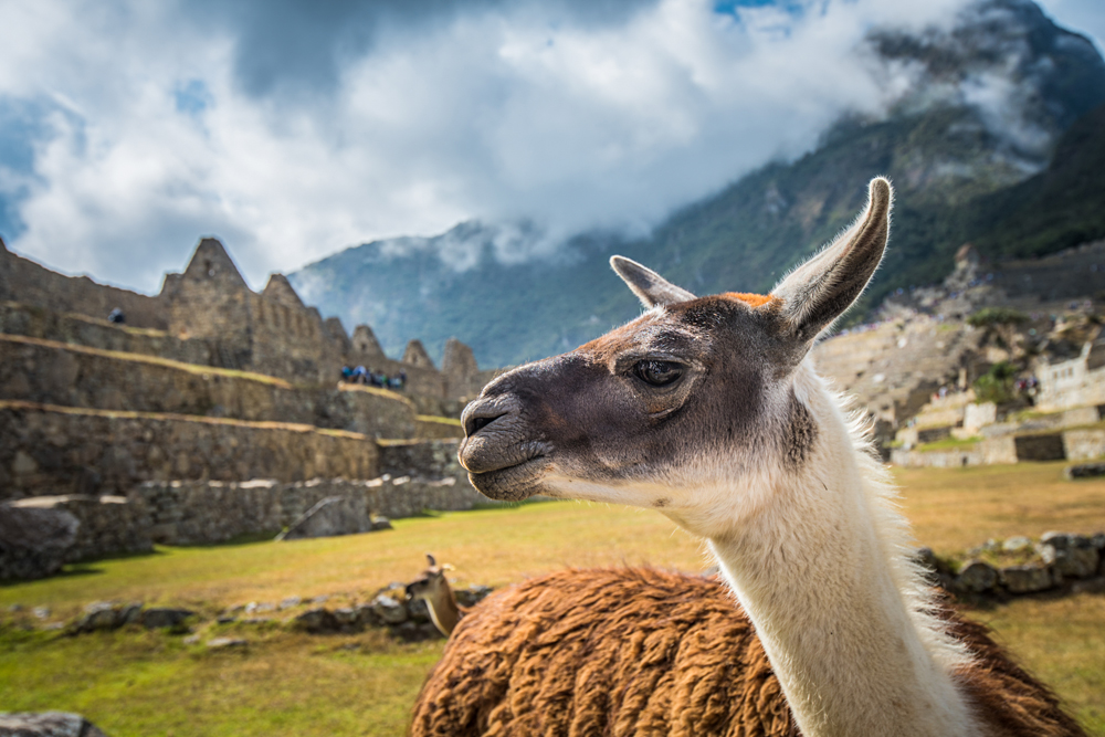 Llama in Machu Picchu, Peru
