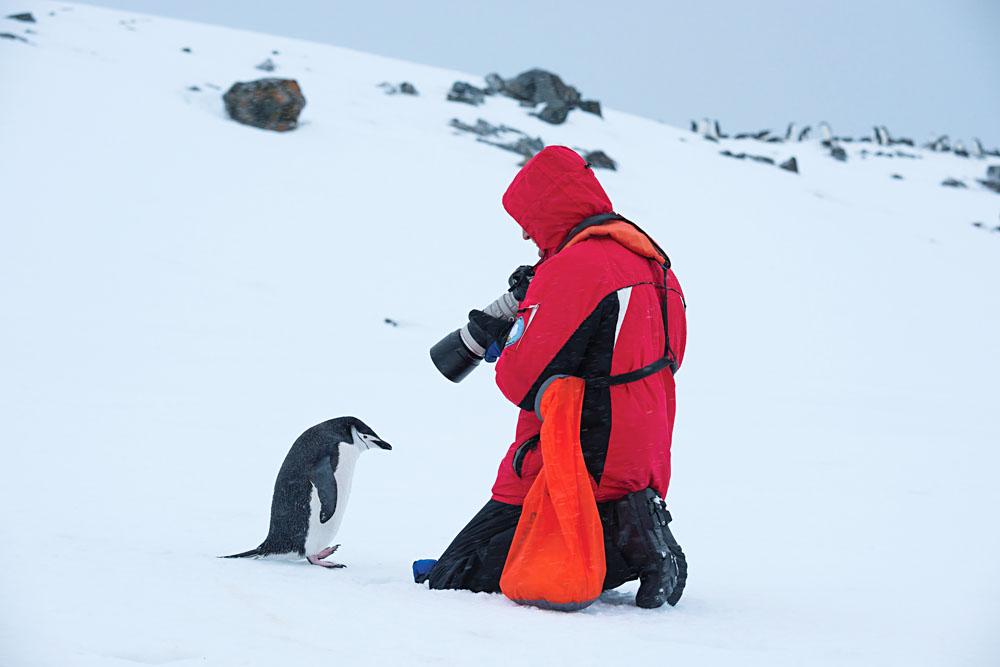 Man Photographing Penguin Up Close Antarctica