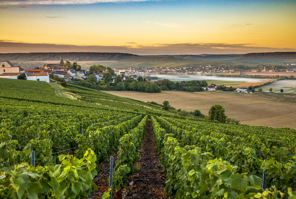 Montagne de Reims Champagne region in France