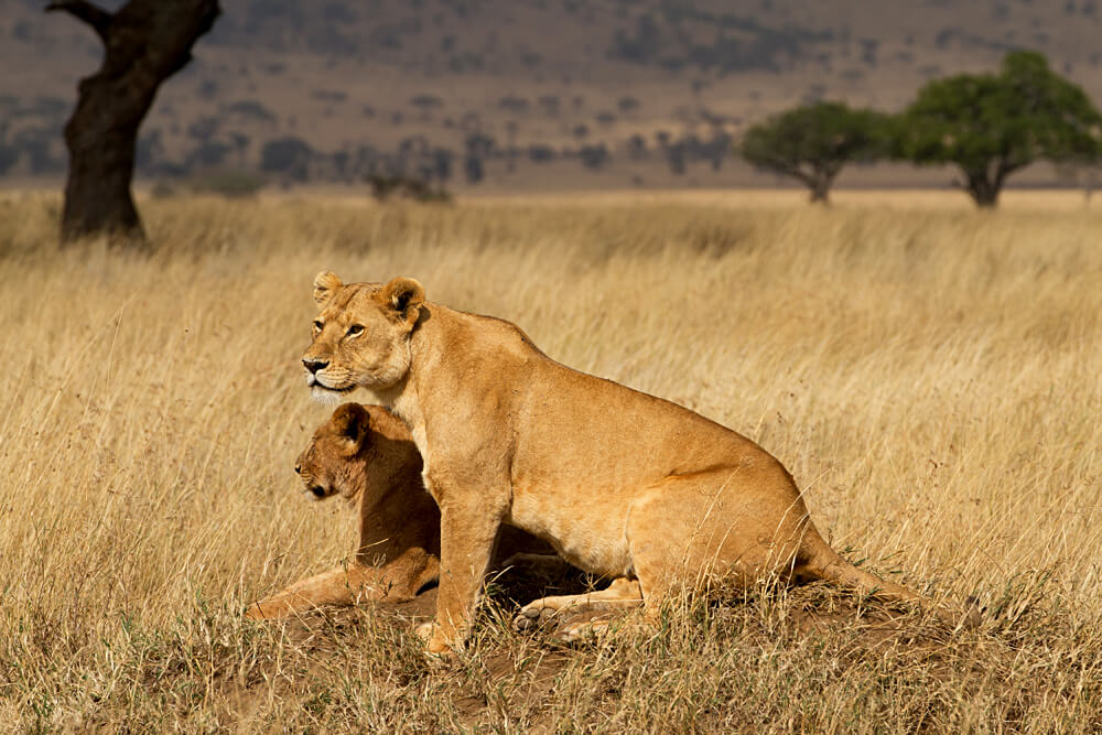 Pair of Male Lions Intensely Watching Their Prey in Serengeti National Park Tanzania
