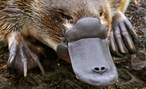 Platypus