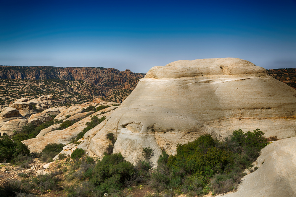 rocks and plants in a semi-arid desert landscape