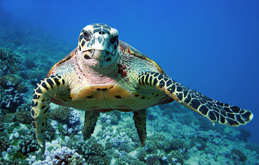 See Turtles Lay Eggs in Borneo!