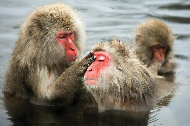 Snow Monkeys in Japan