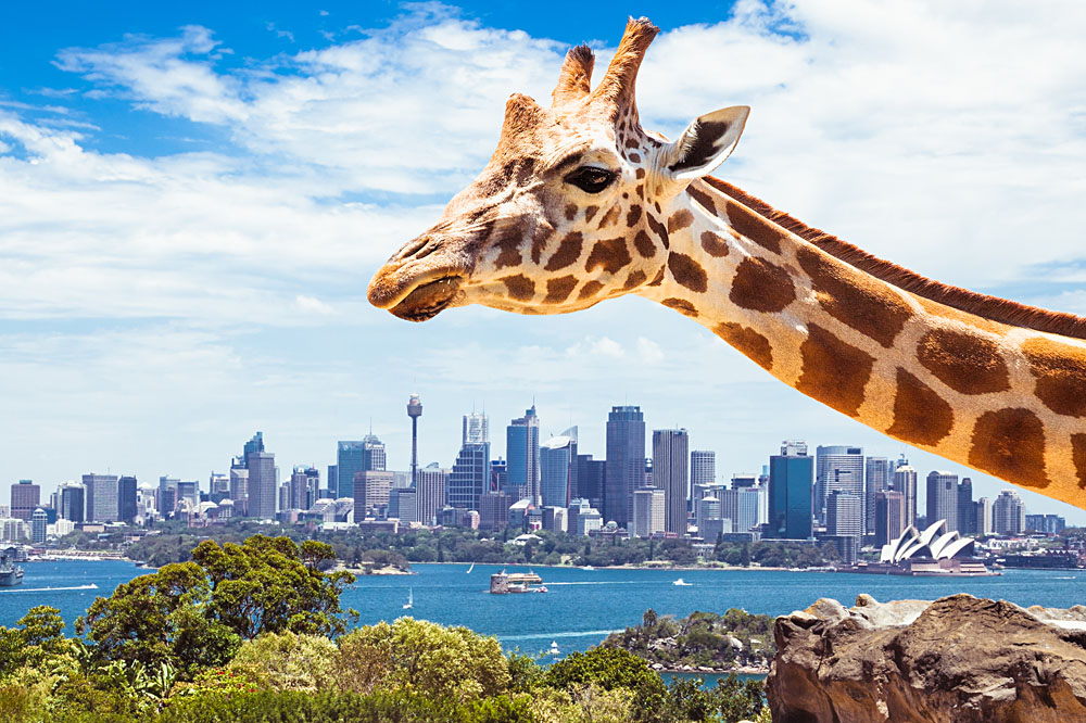 Taronga Zoo Giraffe and Sydney Background, Sydney, Australia