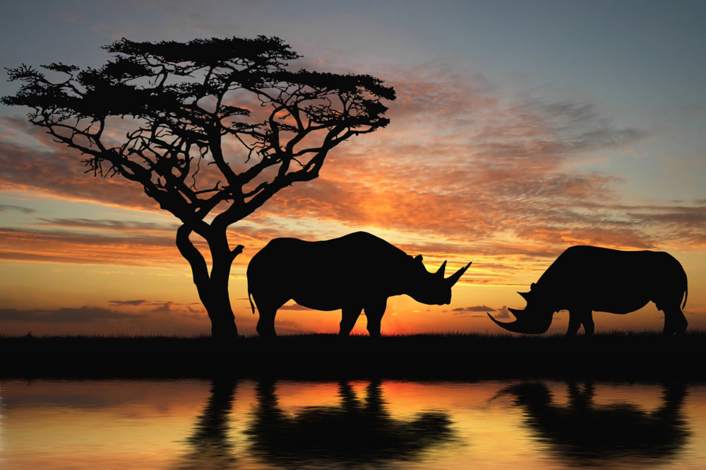 Two rhinoceros over orange sky.