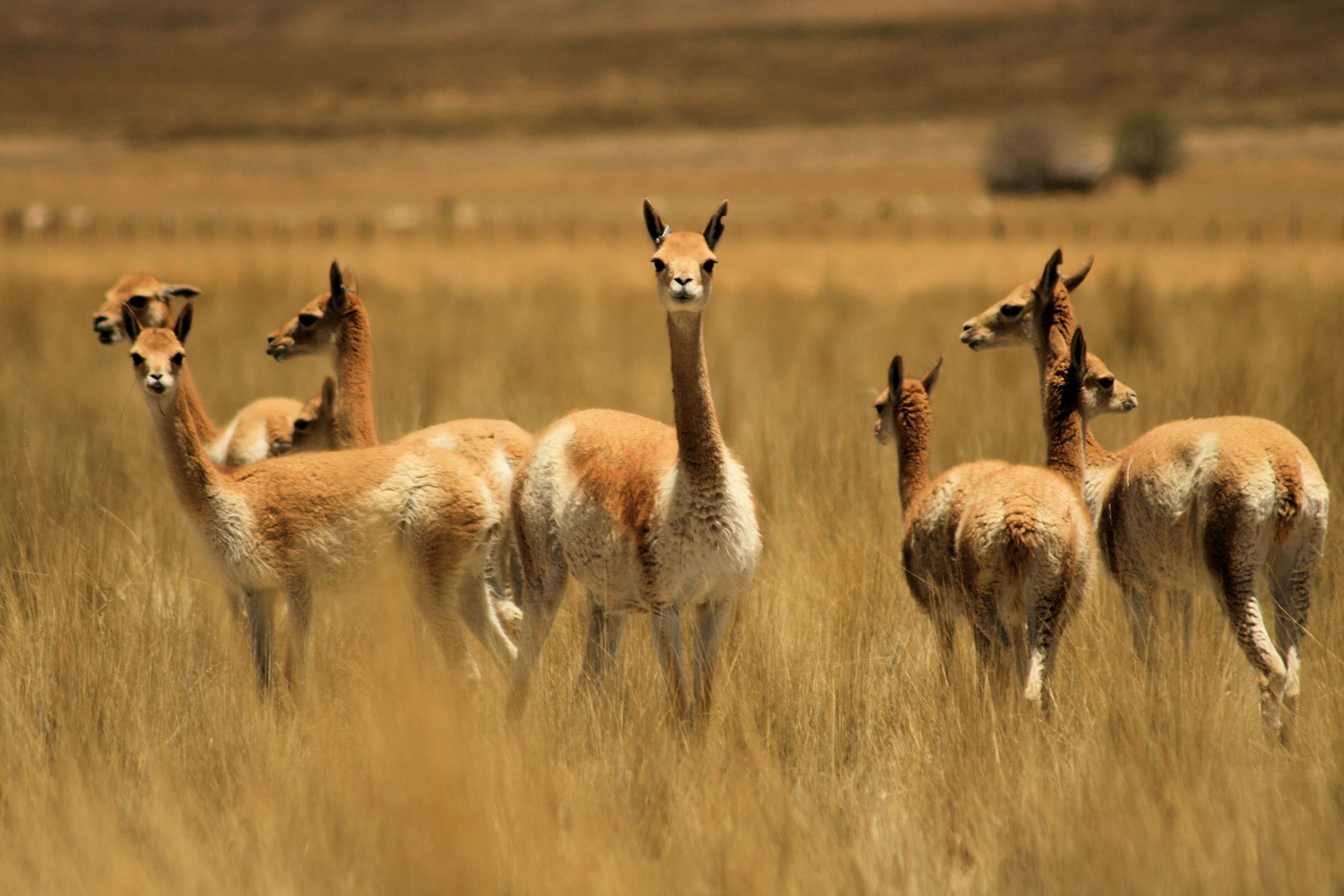 Vicunas