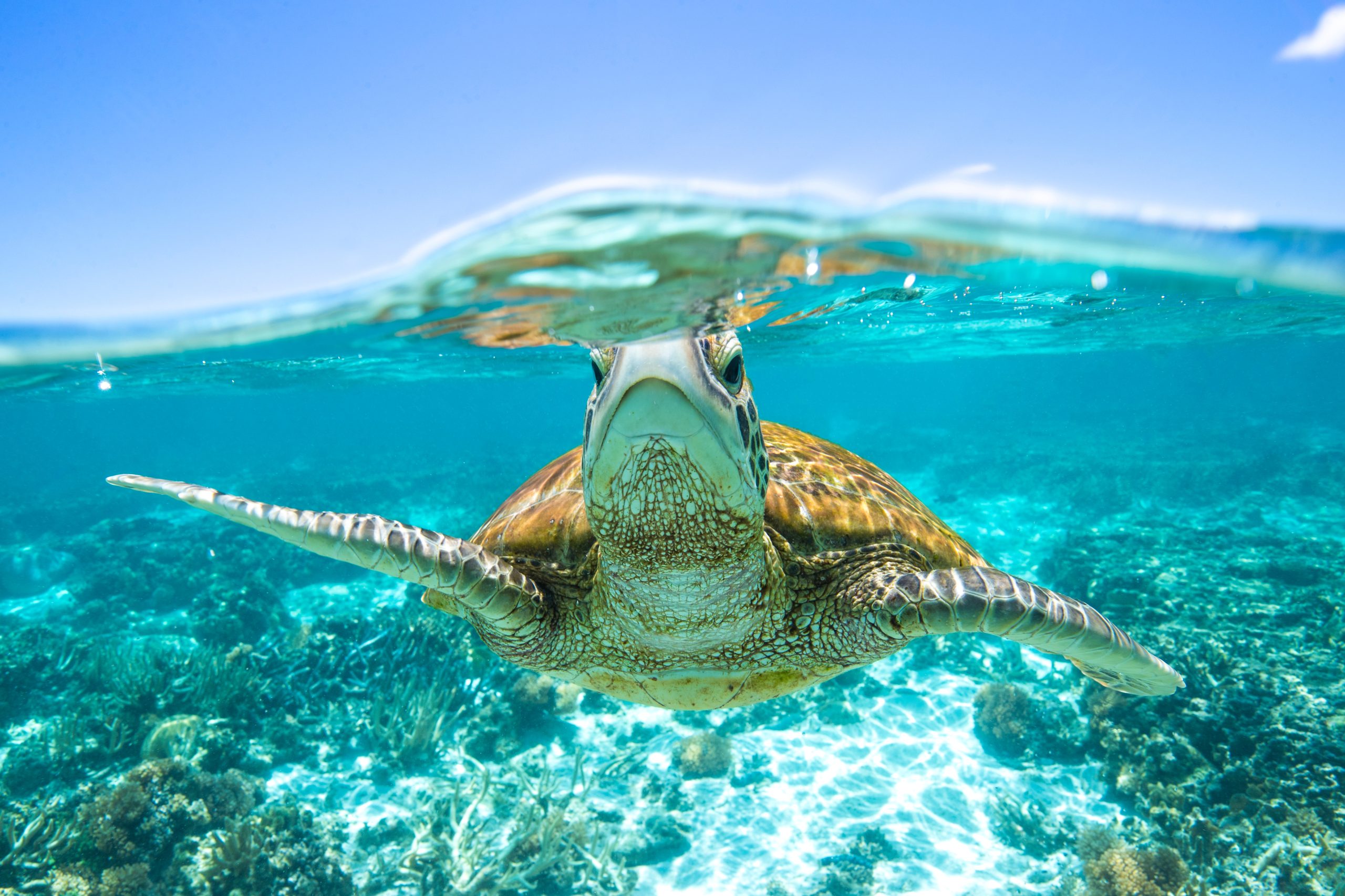 turtle under the waves