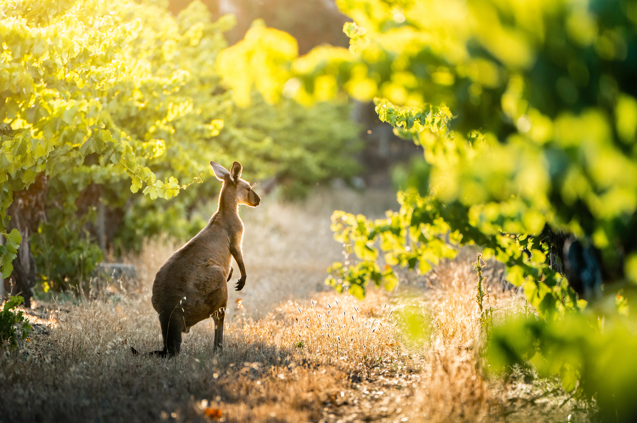 A kangaroo standing amidst vines in a vineyard in South Australia.