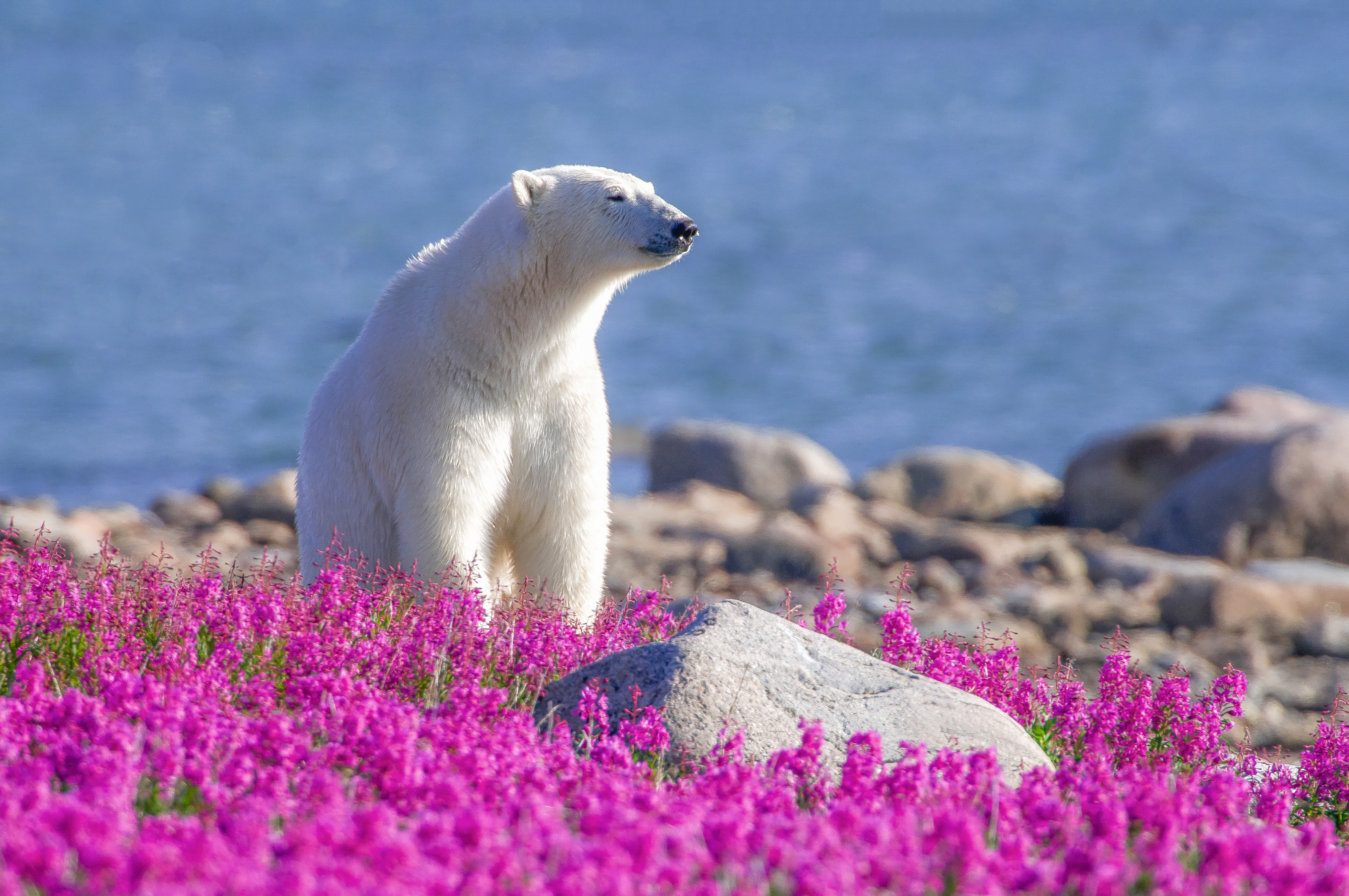 a polar bear on fireweed in the summer