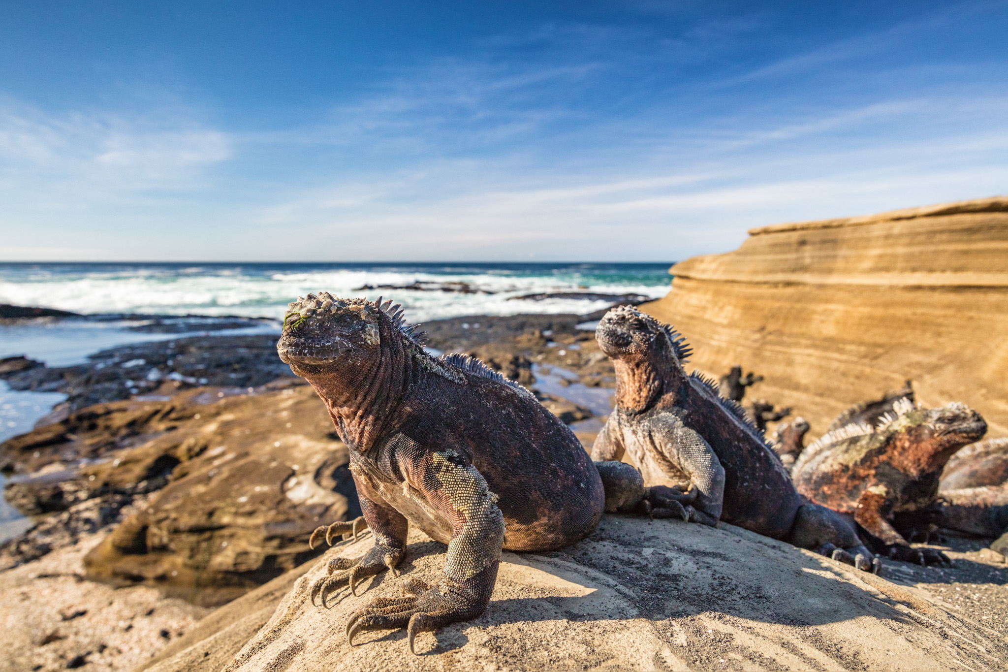 iguana on rocks near the ocean