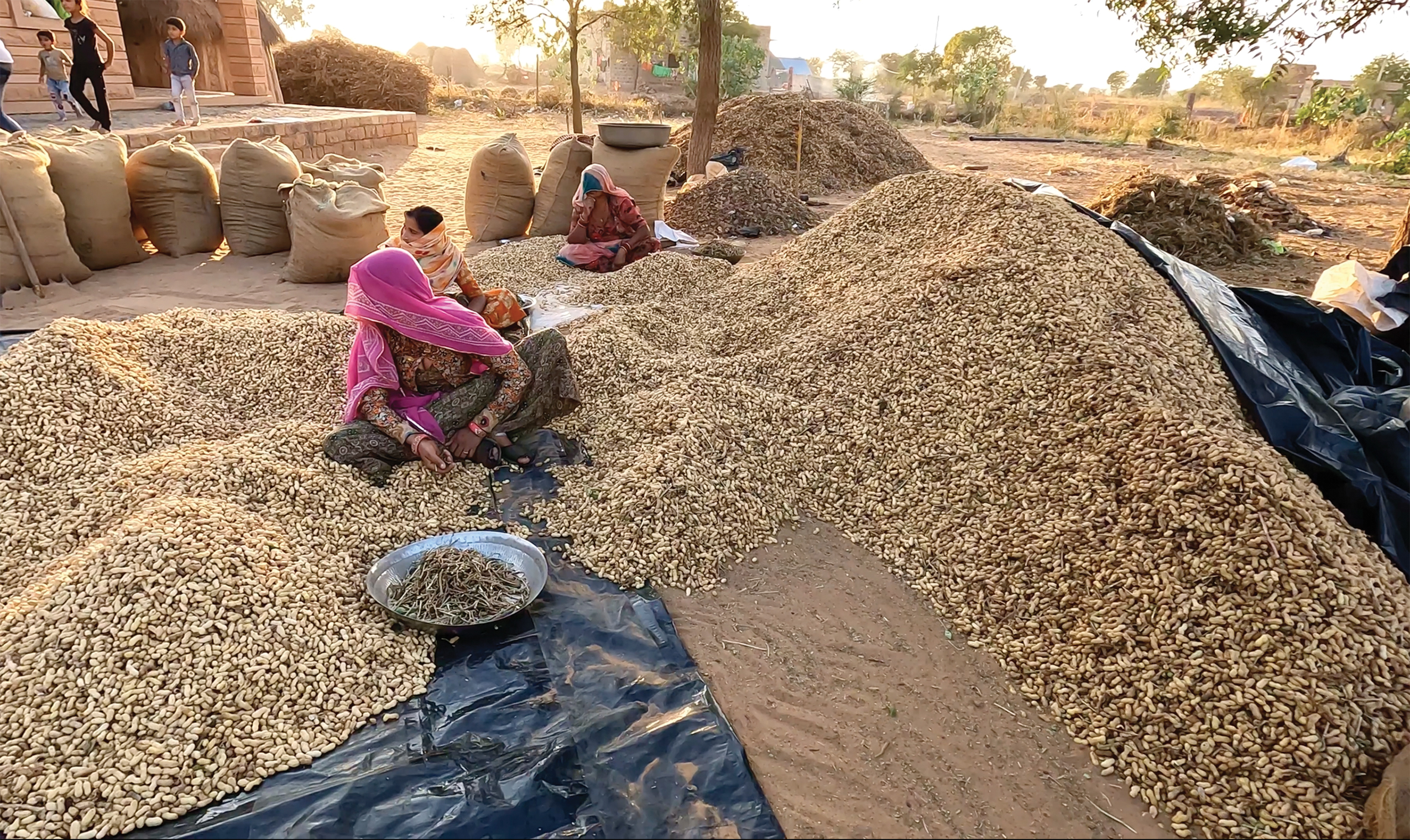 a woman sits on the ground peeling thousands of peanuts that come from the village's annual harvest
