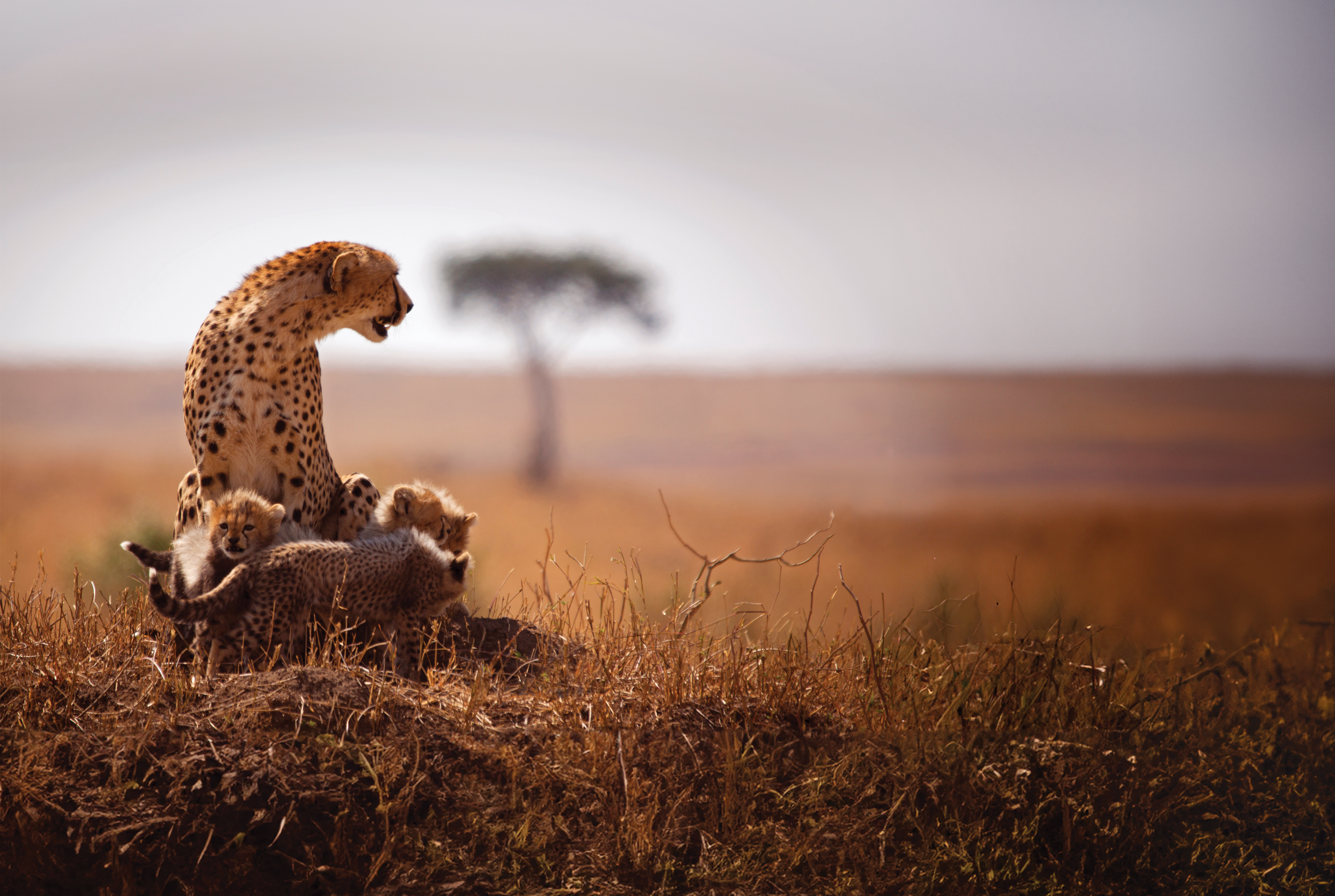 a cheetah mother and her cubs huddle on the African prairie