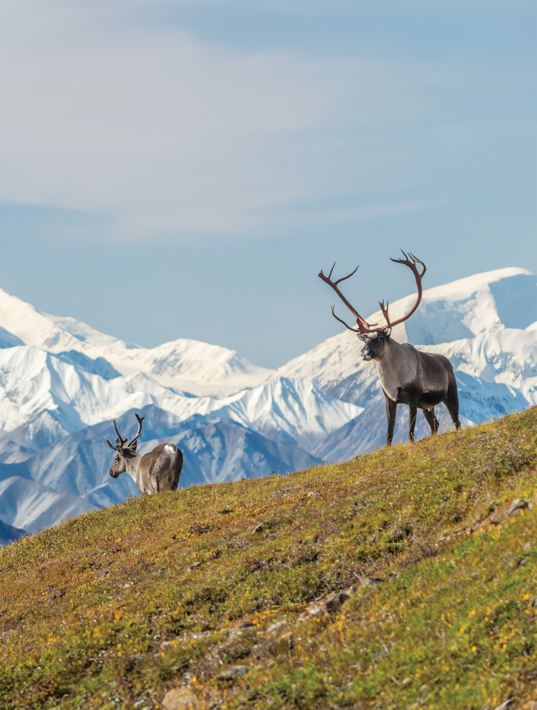 two caribou standing on a grassy hill with snow-capped mountains in the background