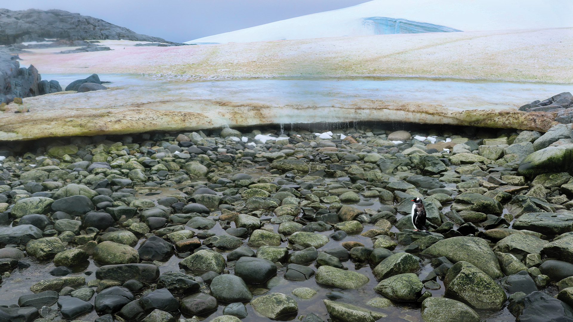 A gentoo penguin standing on rocks in front of an Antarctica ice shelf