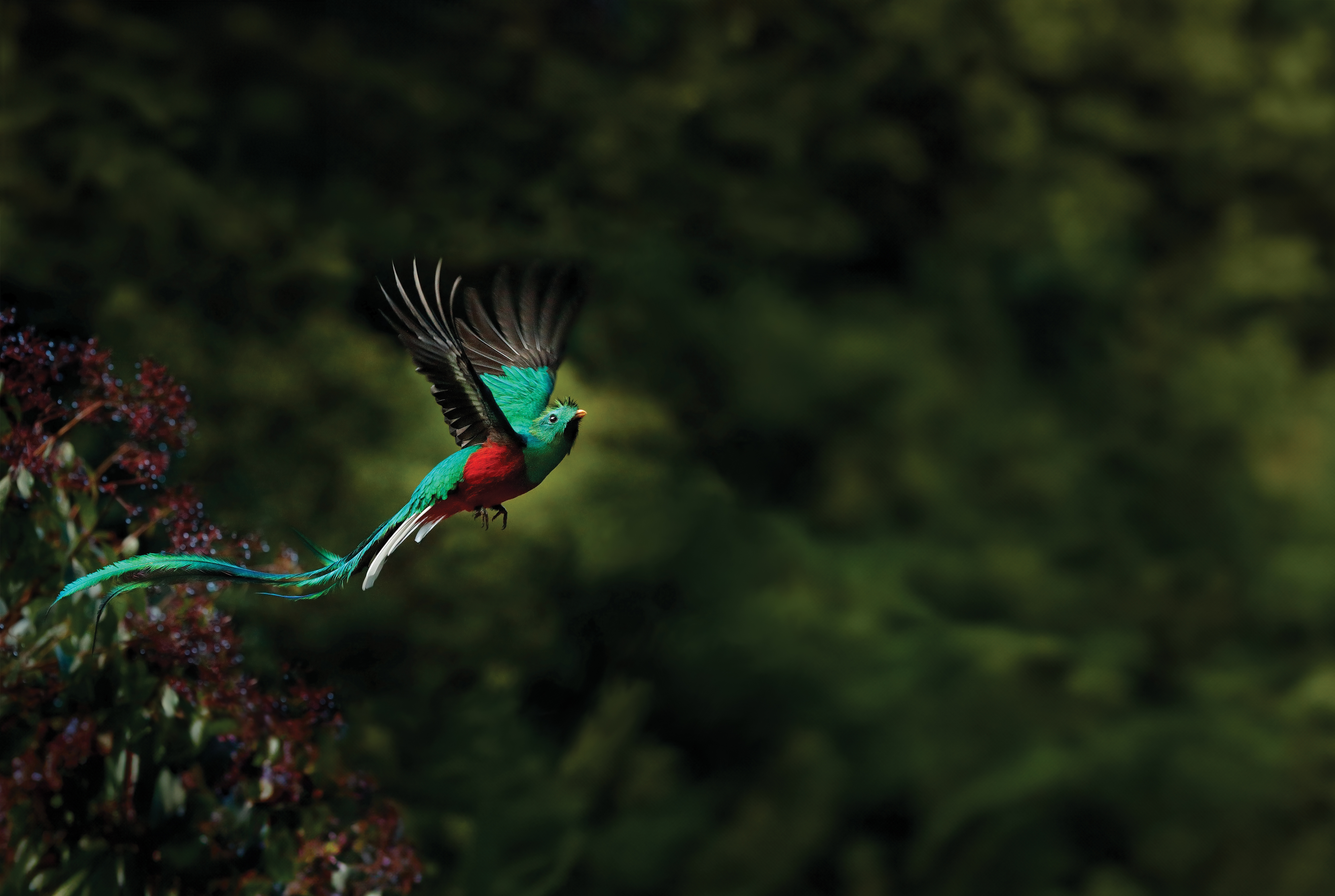 a resplendent quetzal flying through the air against jungle background