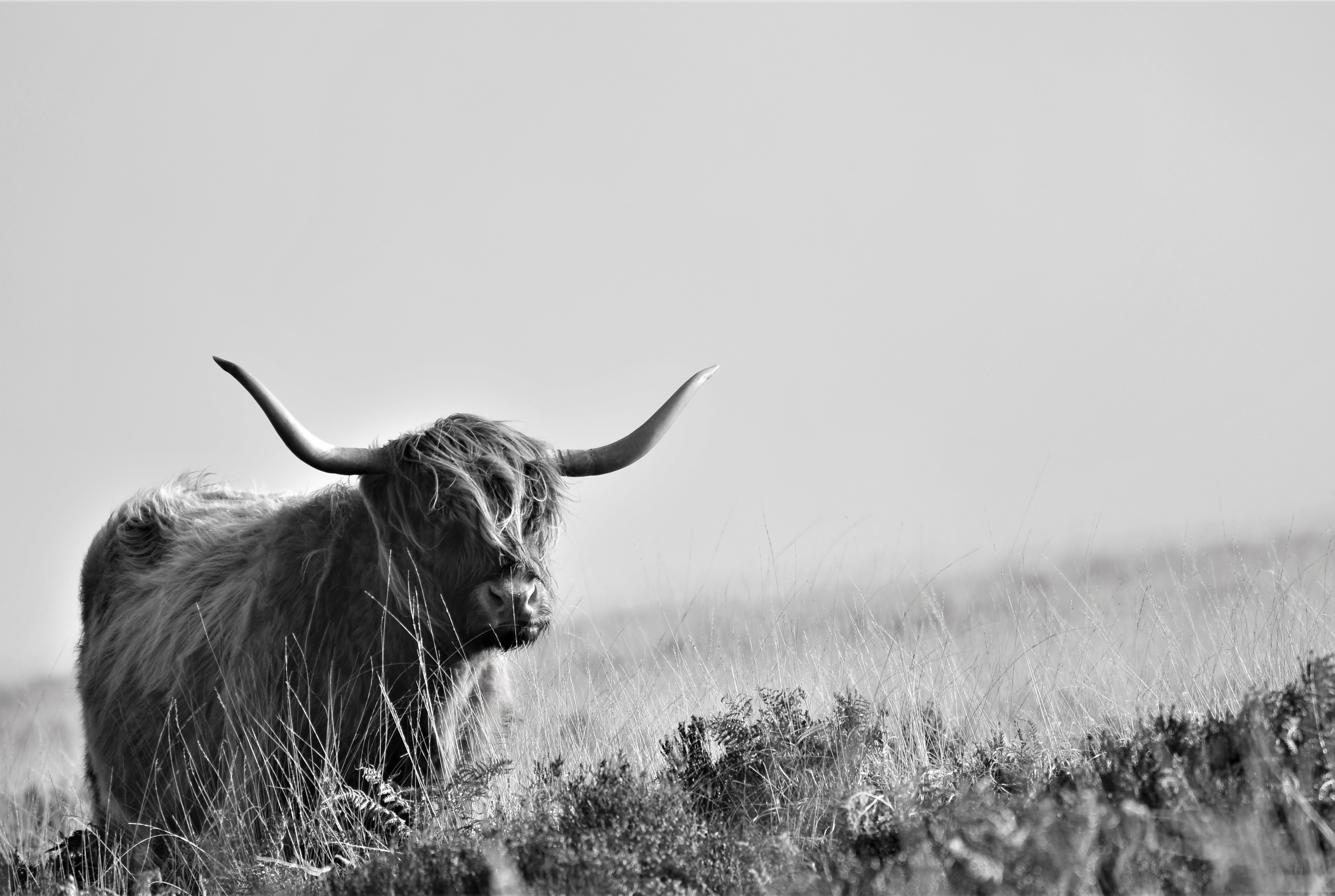 Scottish highland cow stands in a field