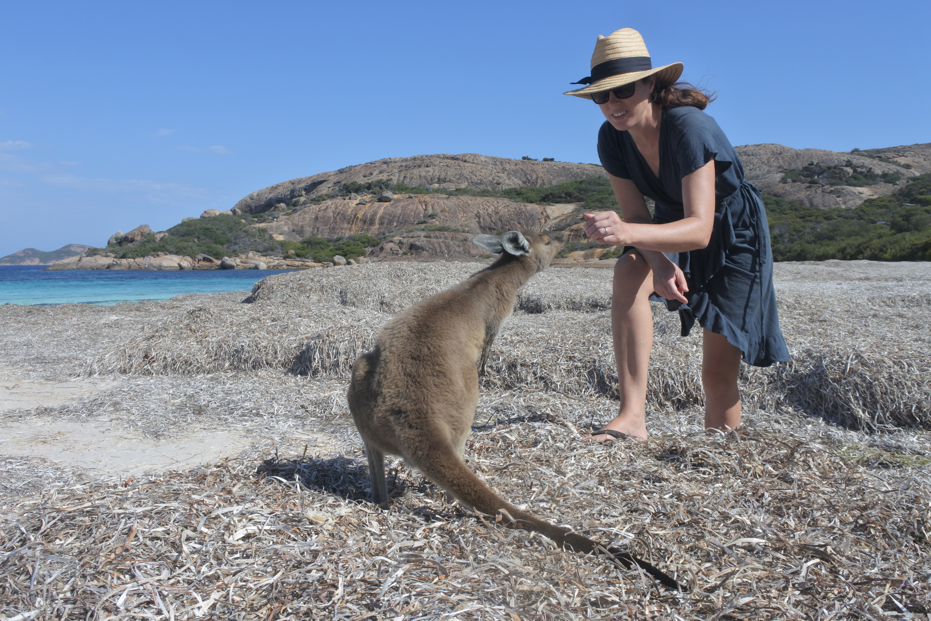 Adult Australian woman petting a Kangaroo