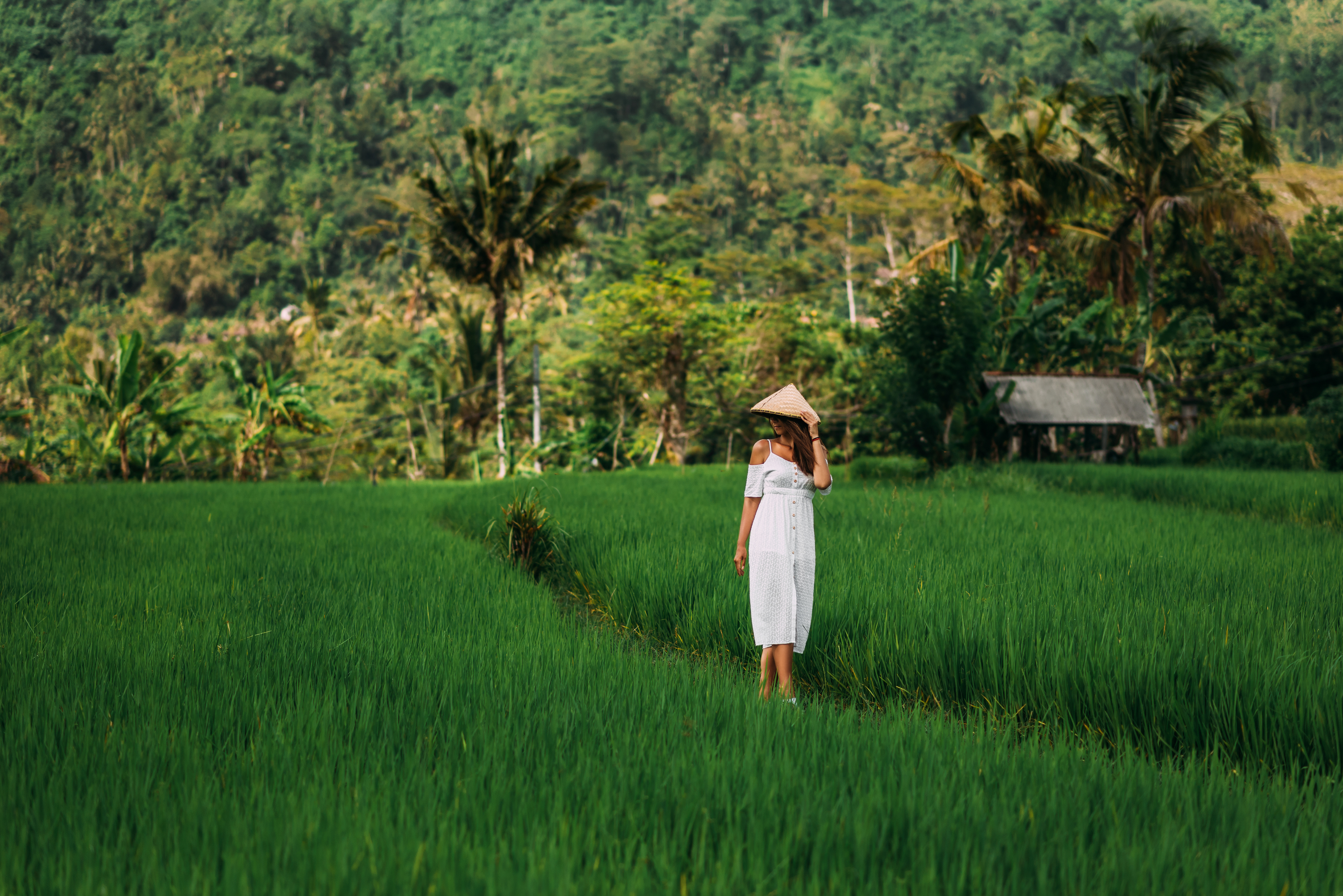 A beautiful girl walks on rice terraces on the island of Bali. A beautiful girl in a white dress and a conical hat walks through green rice fields. Copy space. A woman in a Balinese conical hat