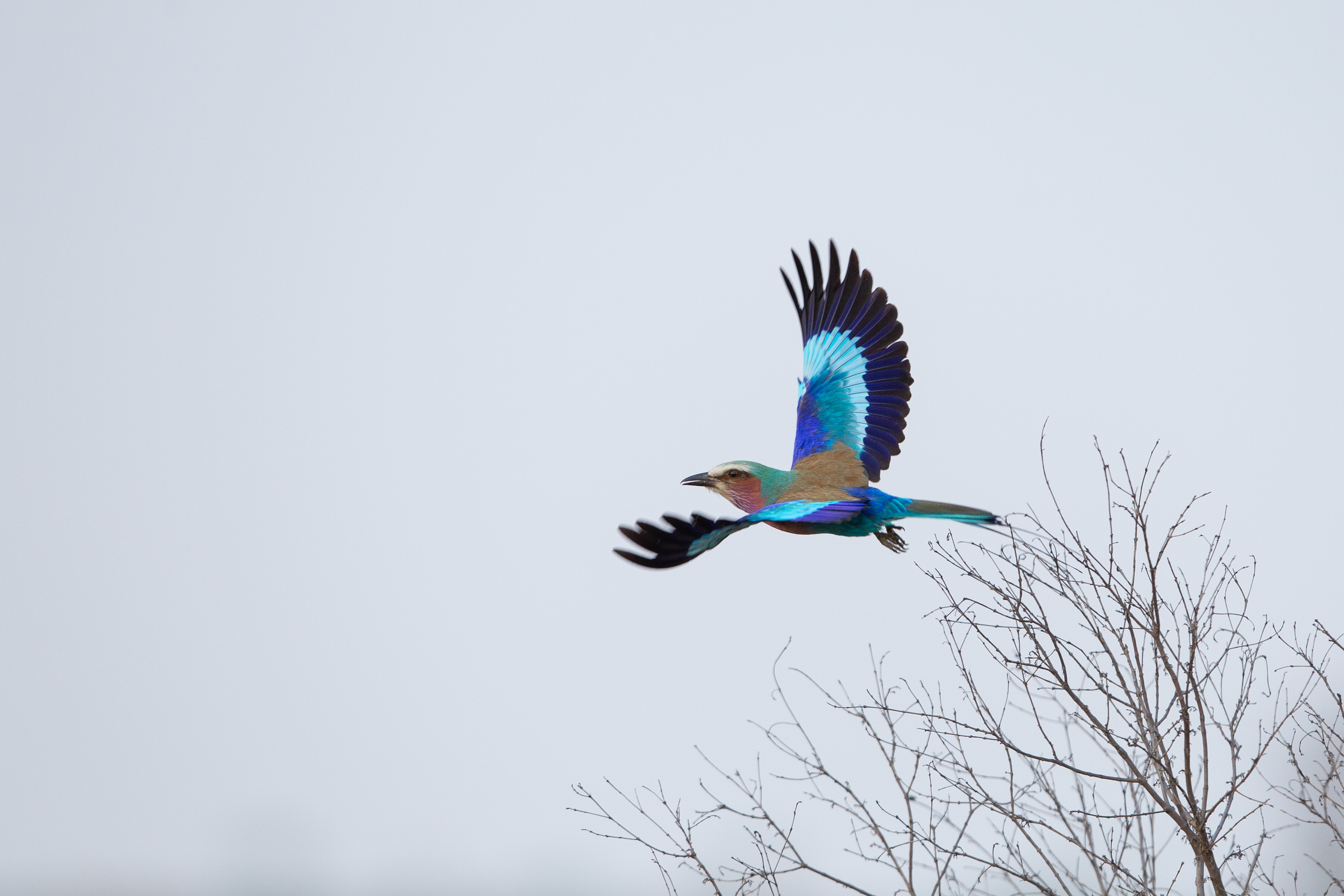 A lilac-breasted roller spreads its wing in full flight