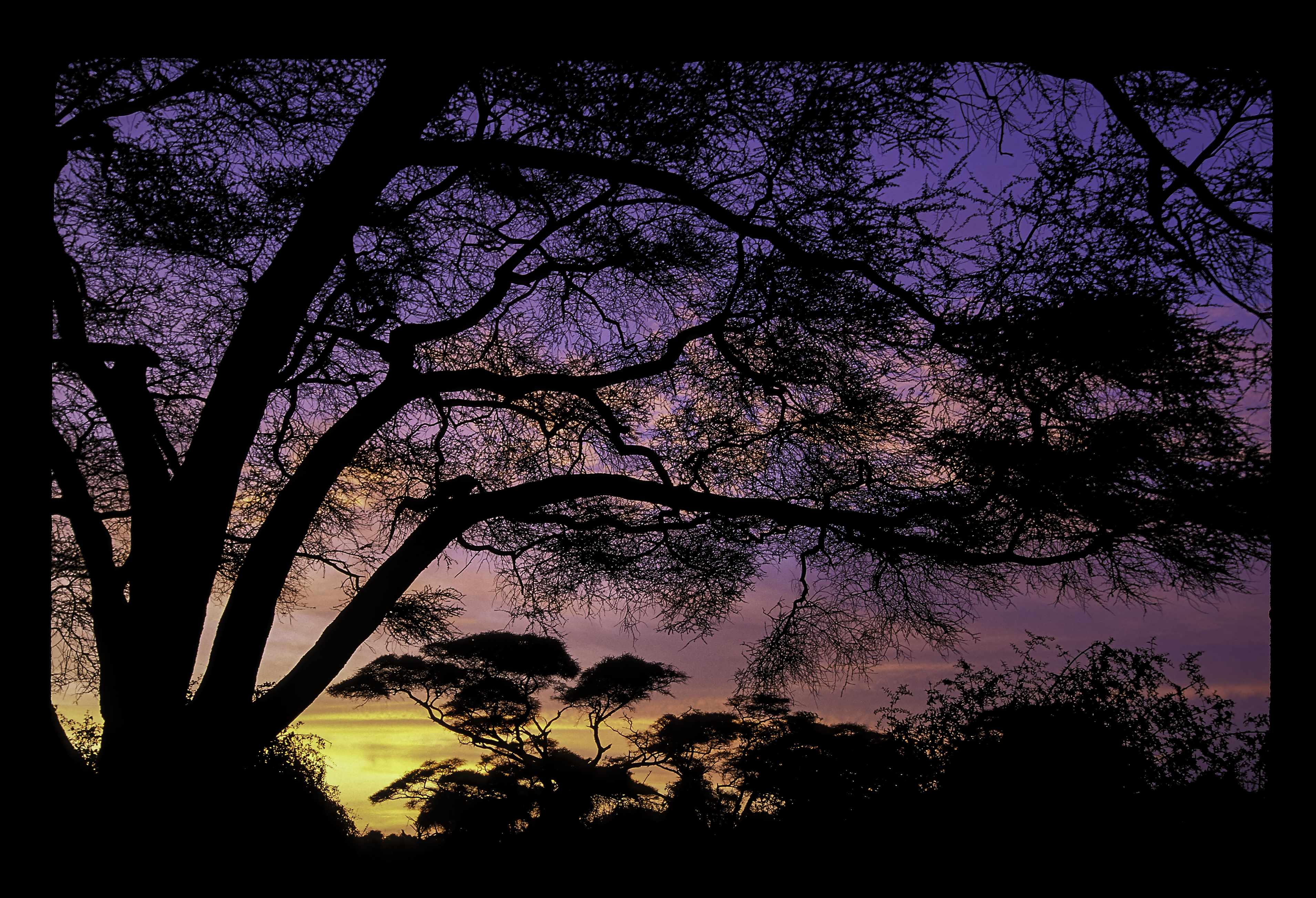 Sunrise at Amboseli National Park in Kenya with trees and Mount Kilimanjaro.