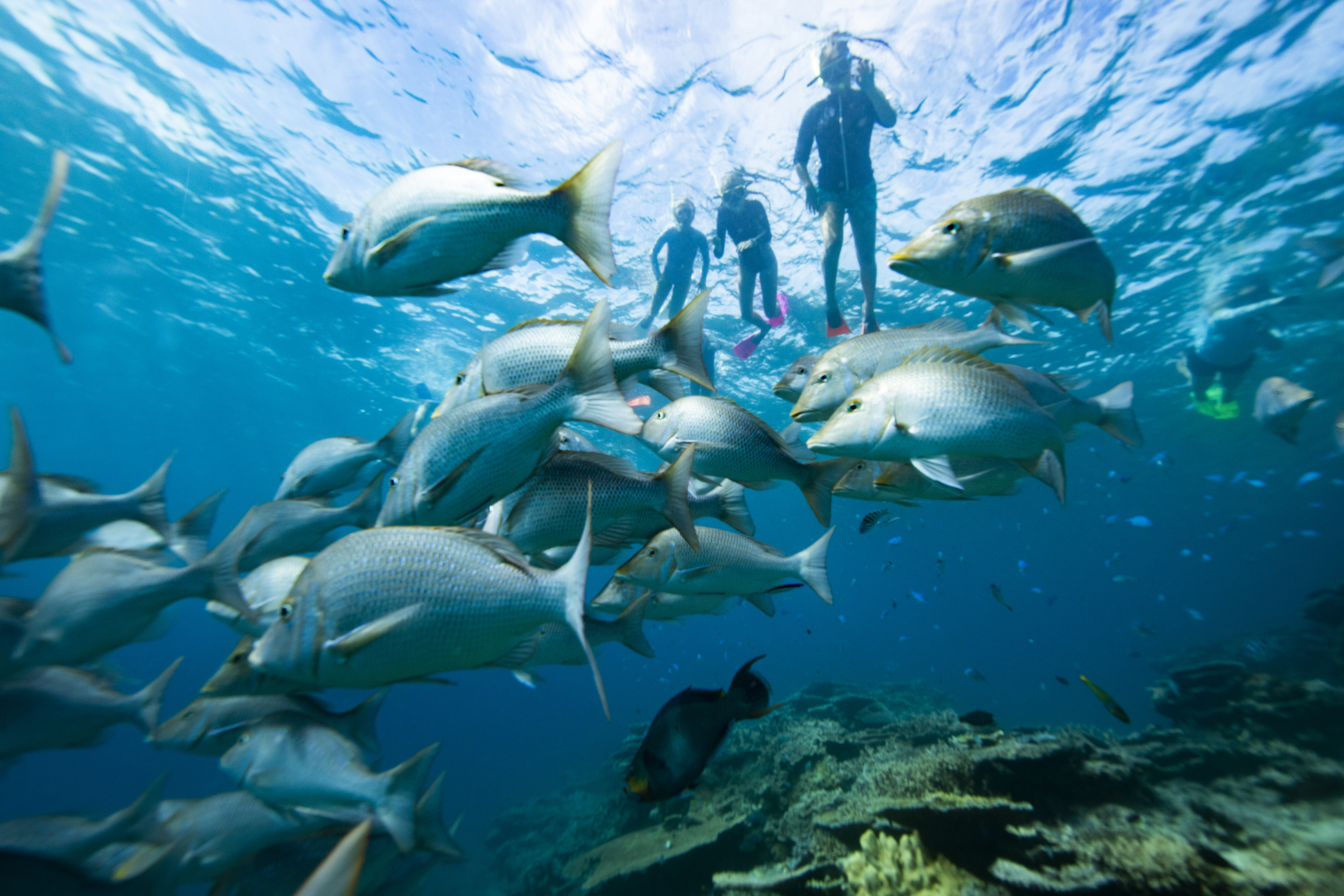 Swimming with Green Sea Turtles on the Great Barrier Reef at LAdy Elliot Island in Queensland Australia