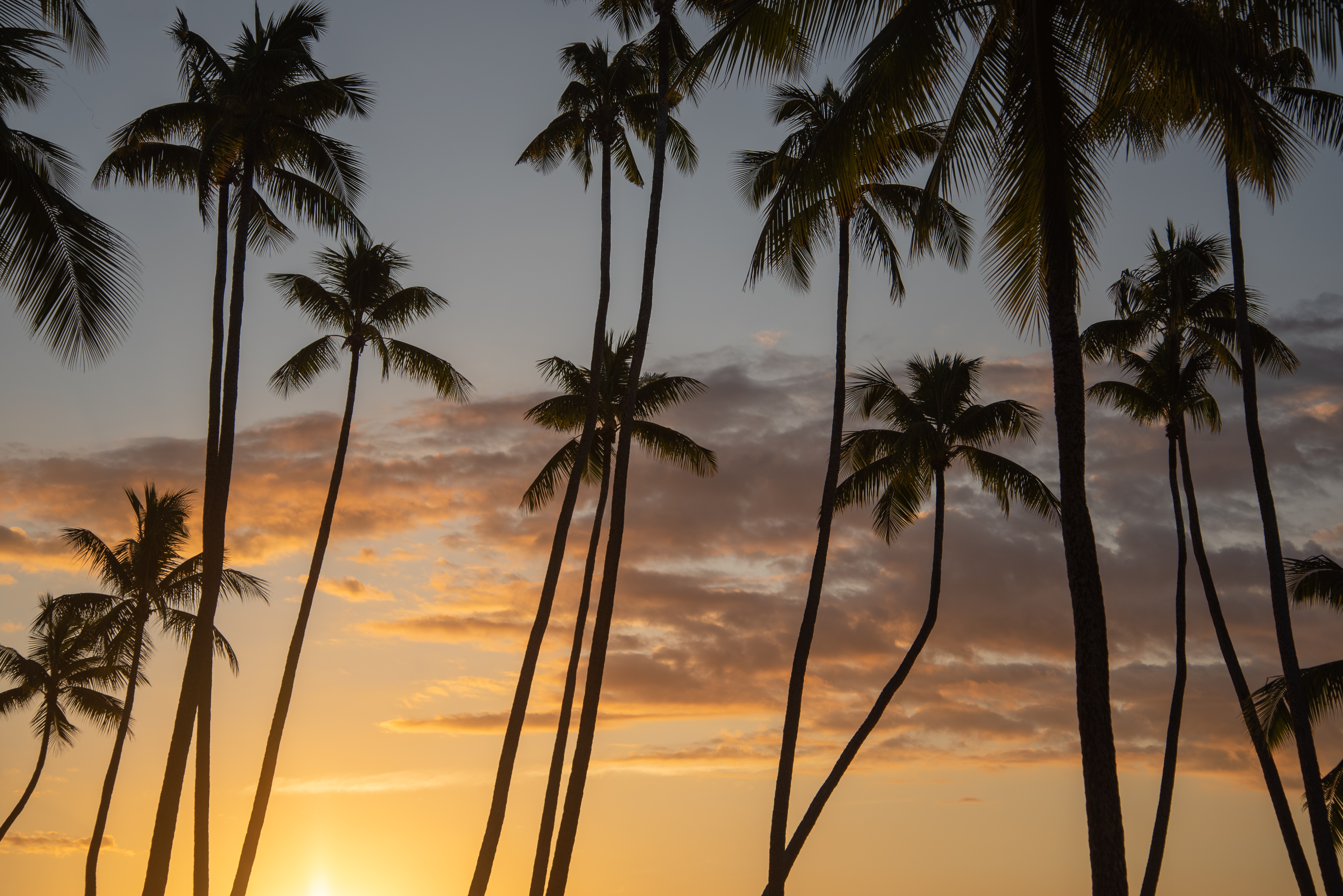 Silhouette of coconut palms at sunset