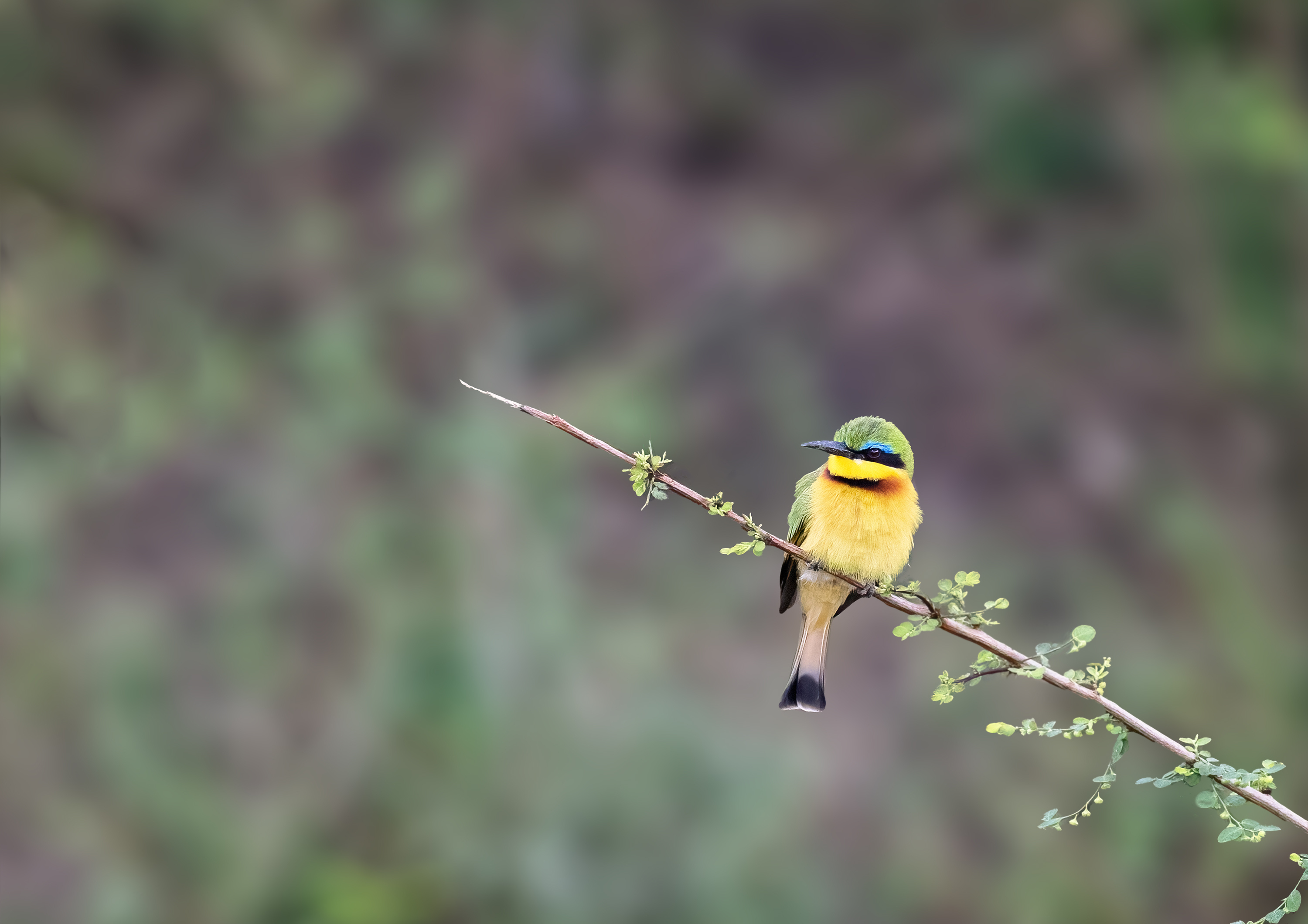Little bee-eater, merops pusillus, perched on a branch at the edge of the Mara river, Masai Mara