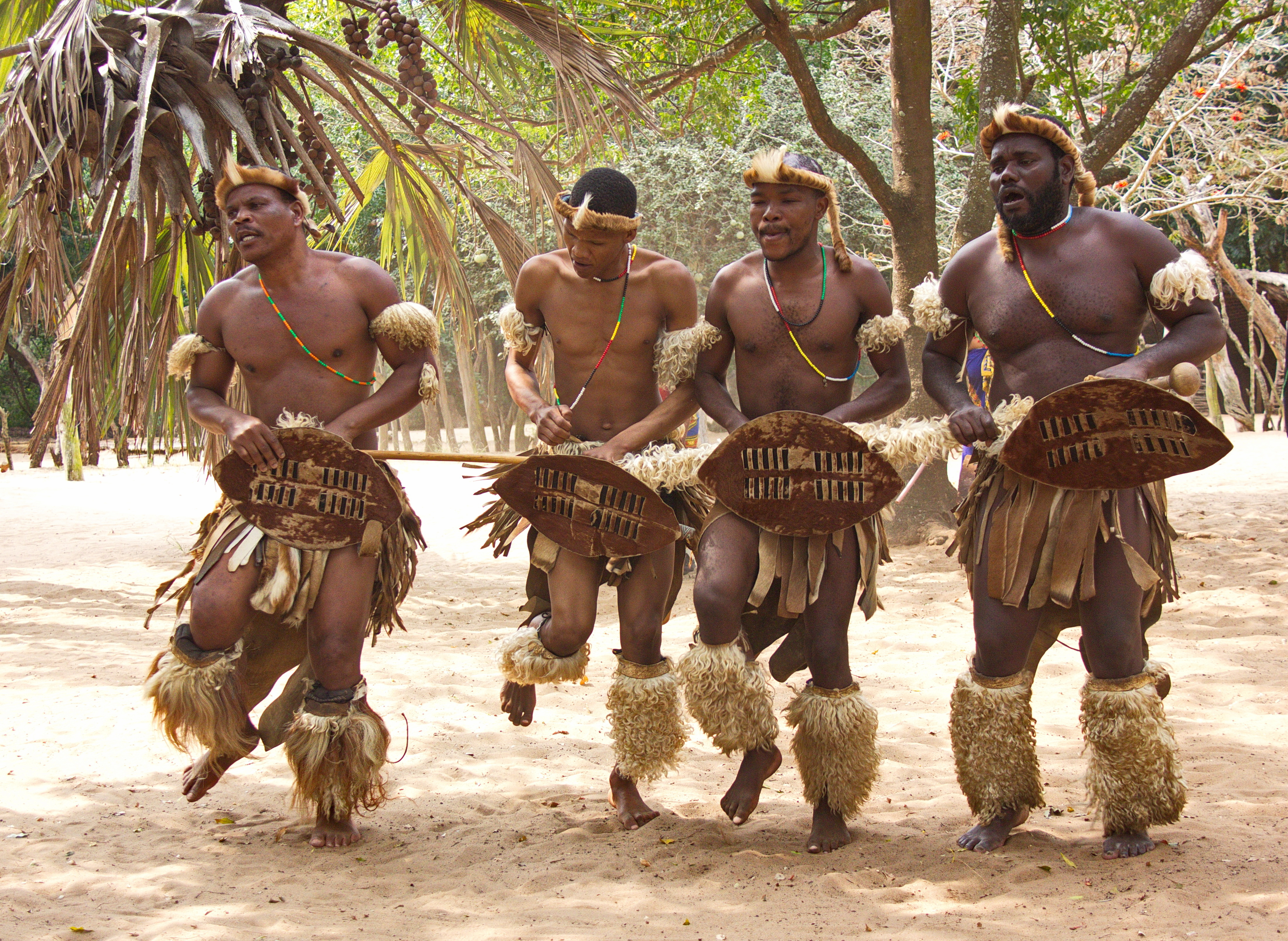 African Zulu traditional dancing in Zululand.